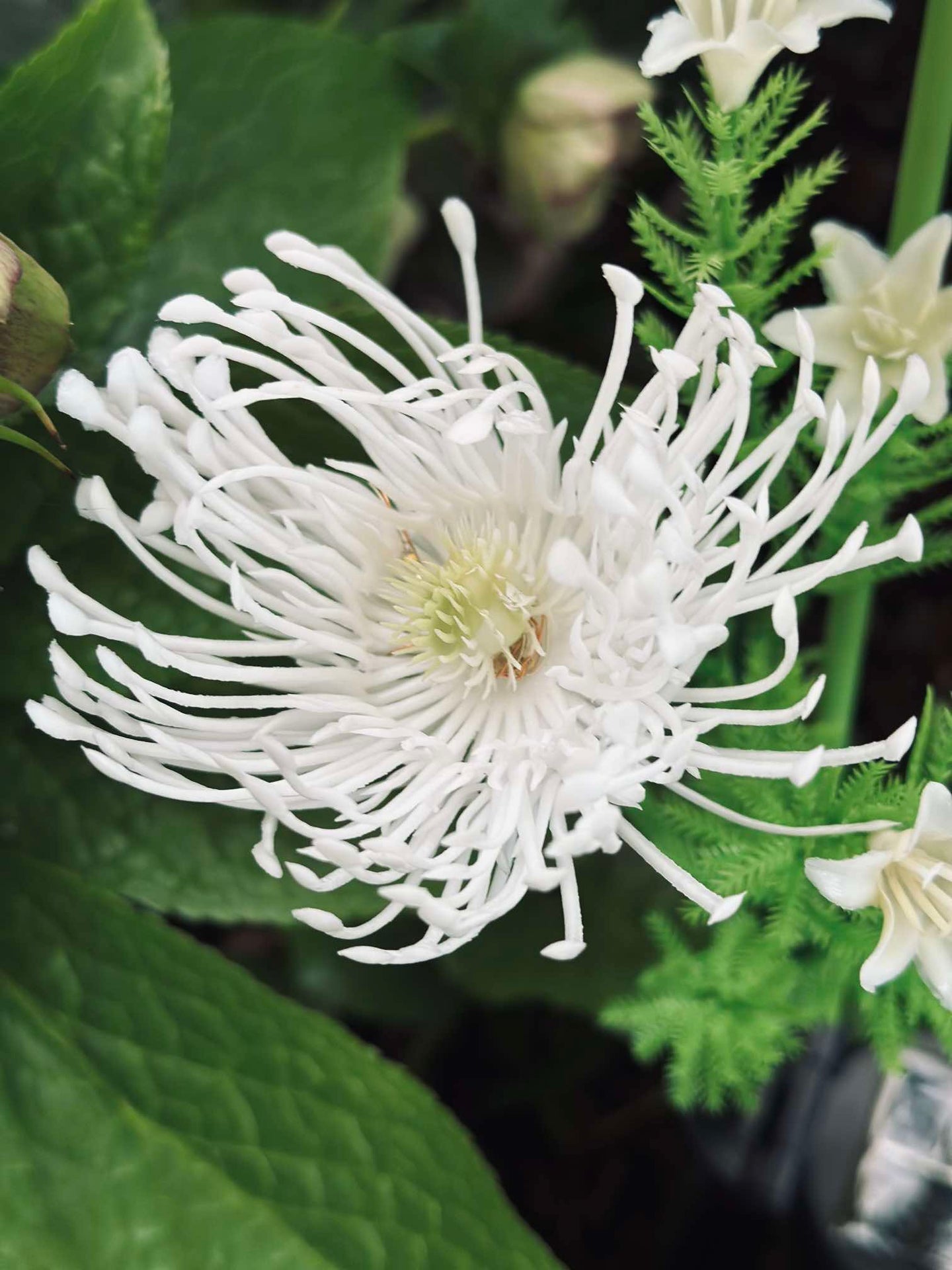 Blomst med solceller - Spider Lili hvit