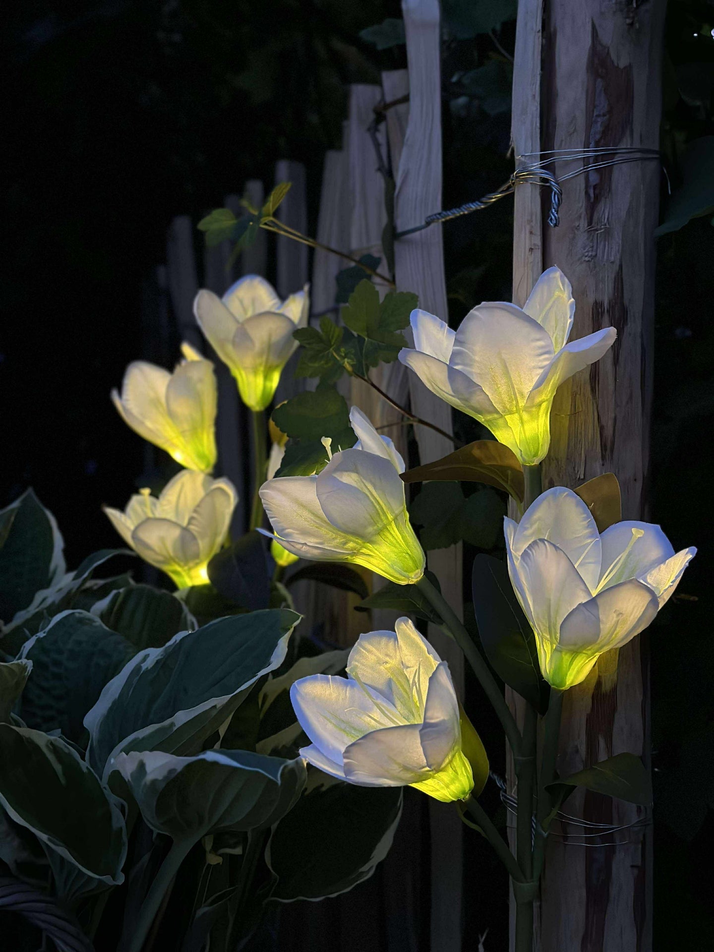 Magnolia med solceller - Hvit