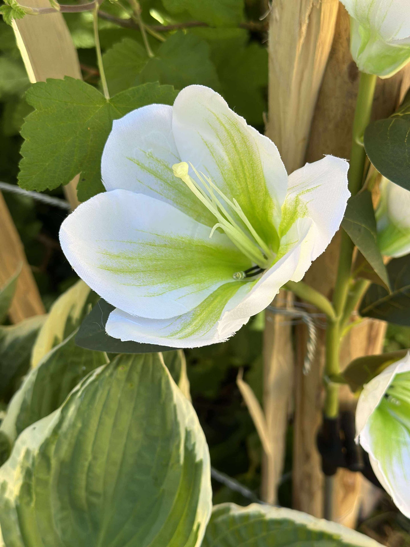 Magnolia med solceller - Hvit