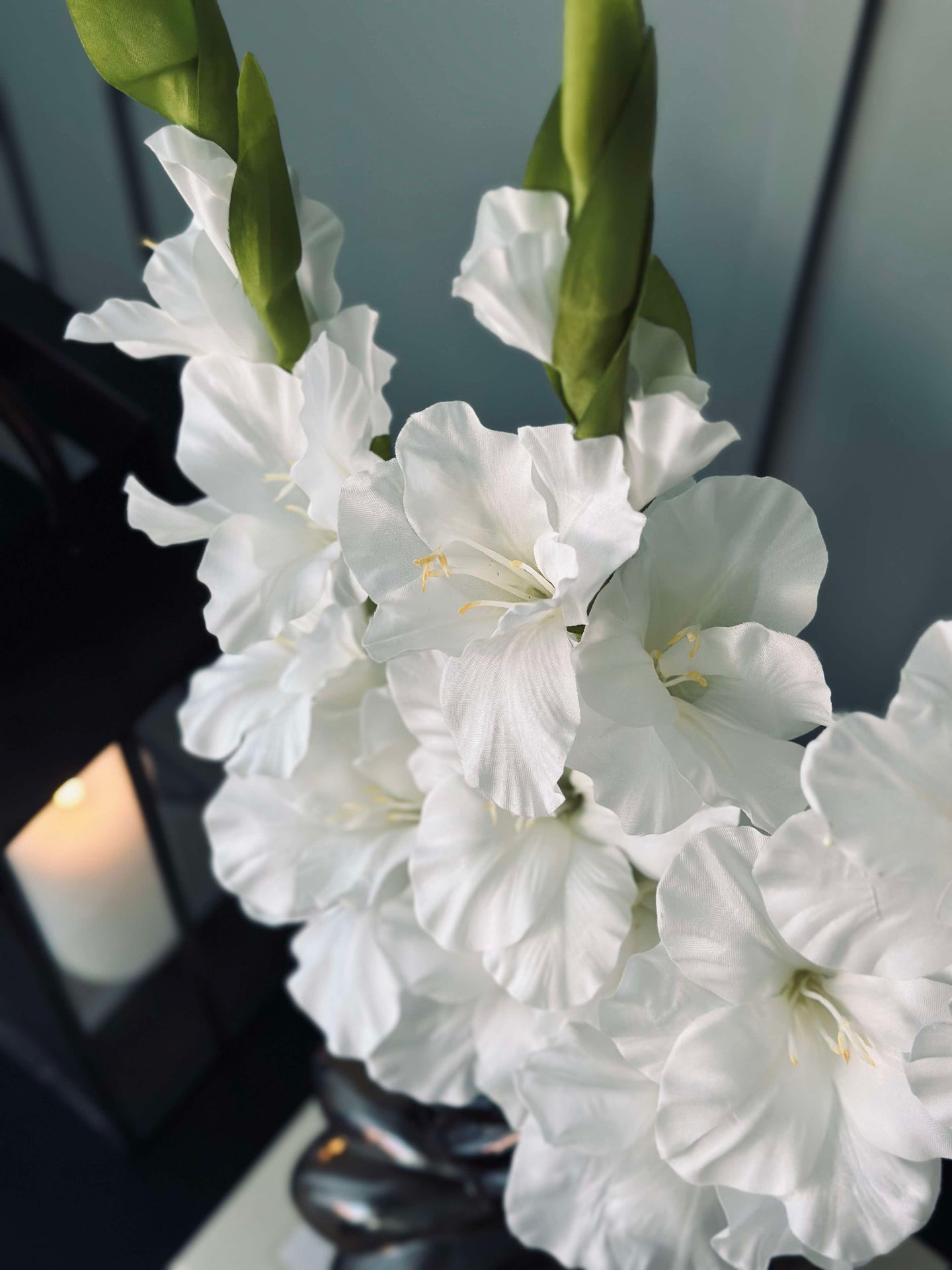 Gladiolus stilk