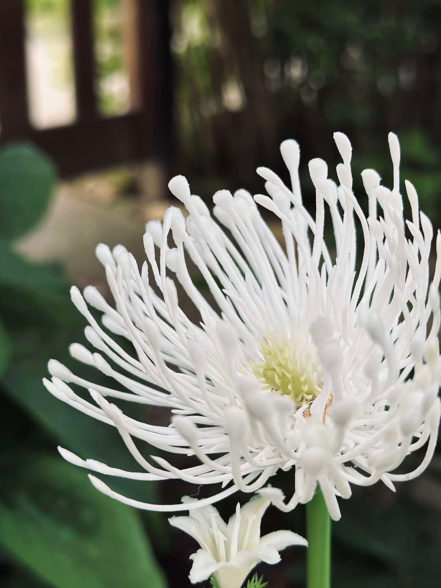 Blomst med solceller - Spider Lili hvit