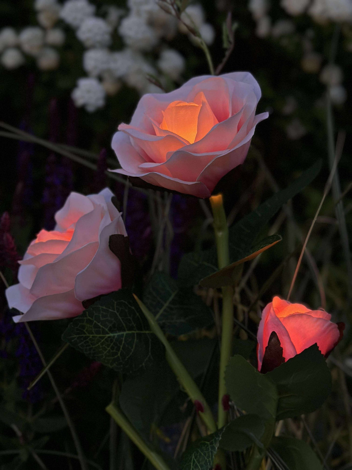 Rose med solceller - Rosa