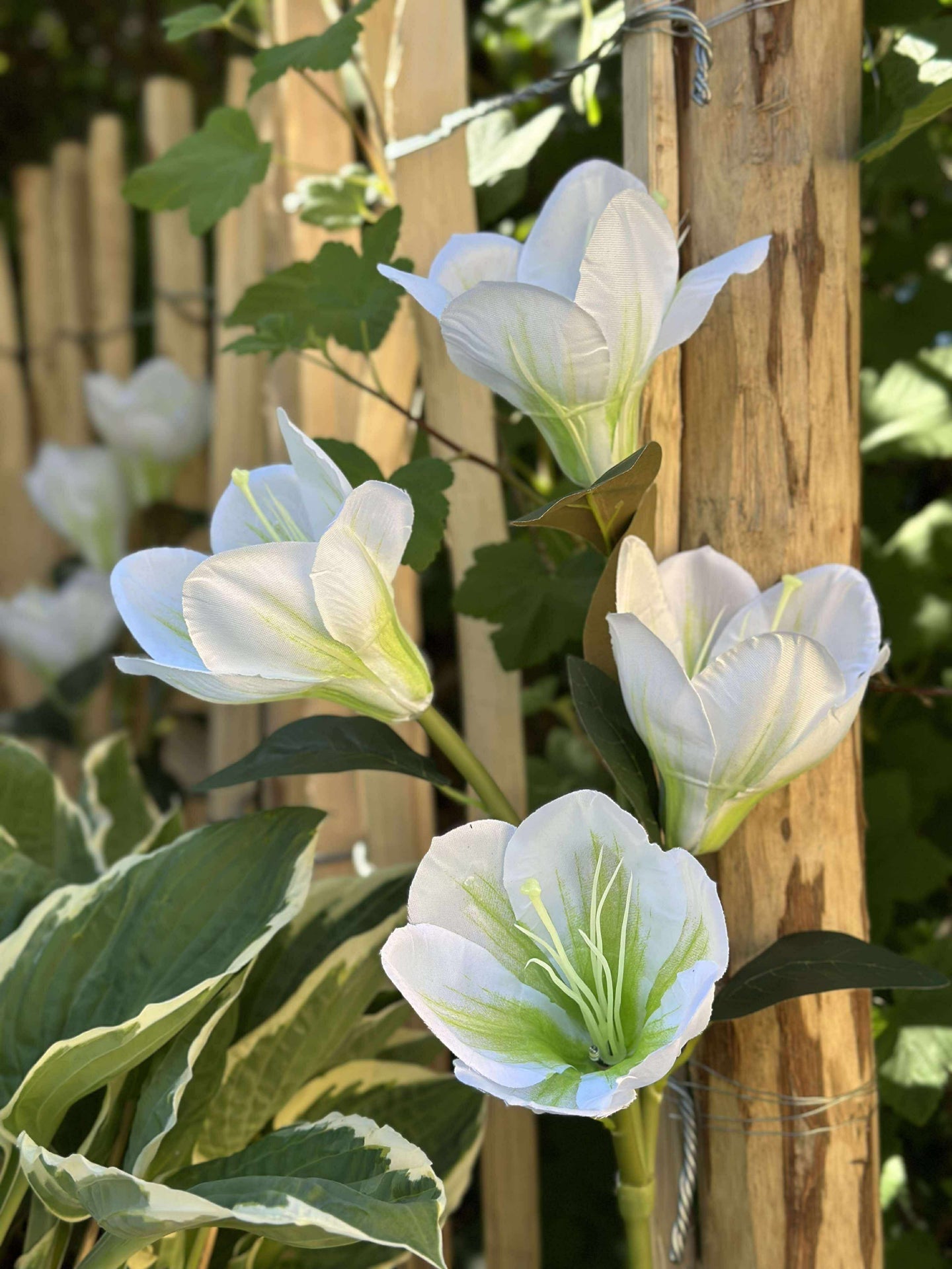 Magnolia med solceller - Hvit