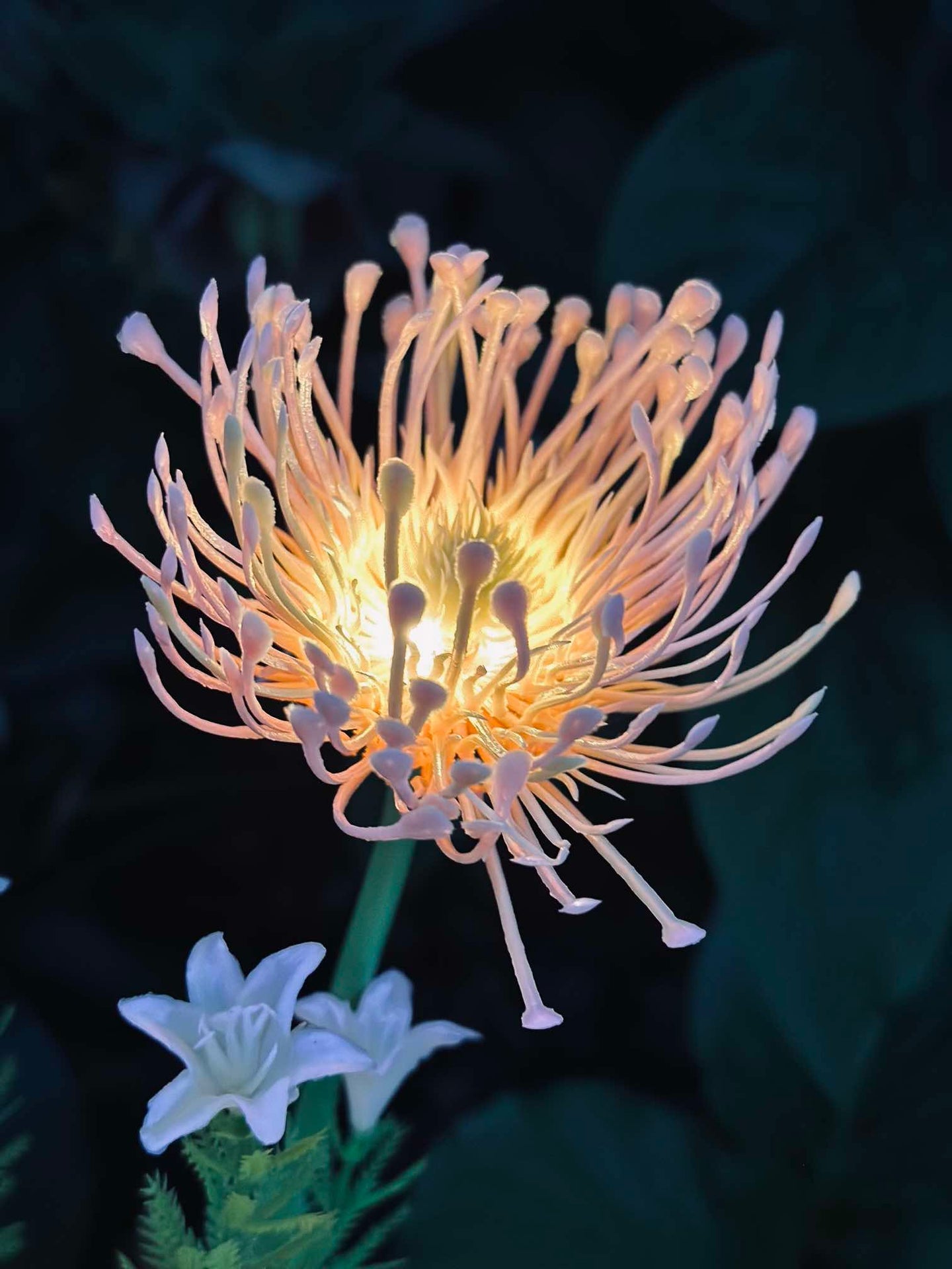 Blomst med solceller - Spider Lili rose