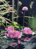 Lotus - Flere farger