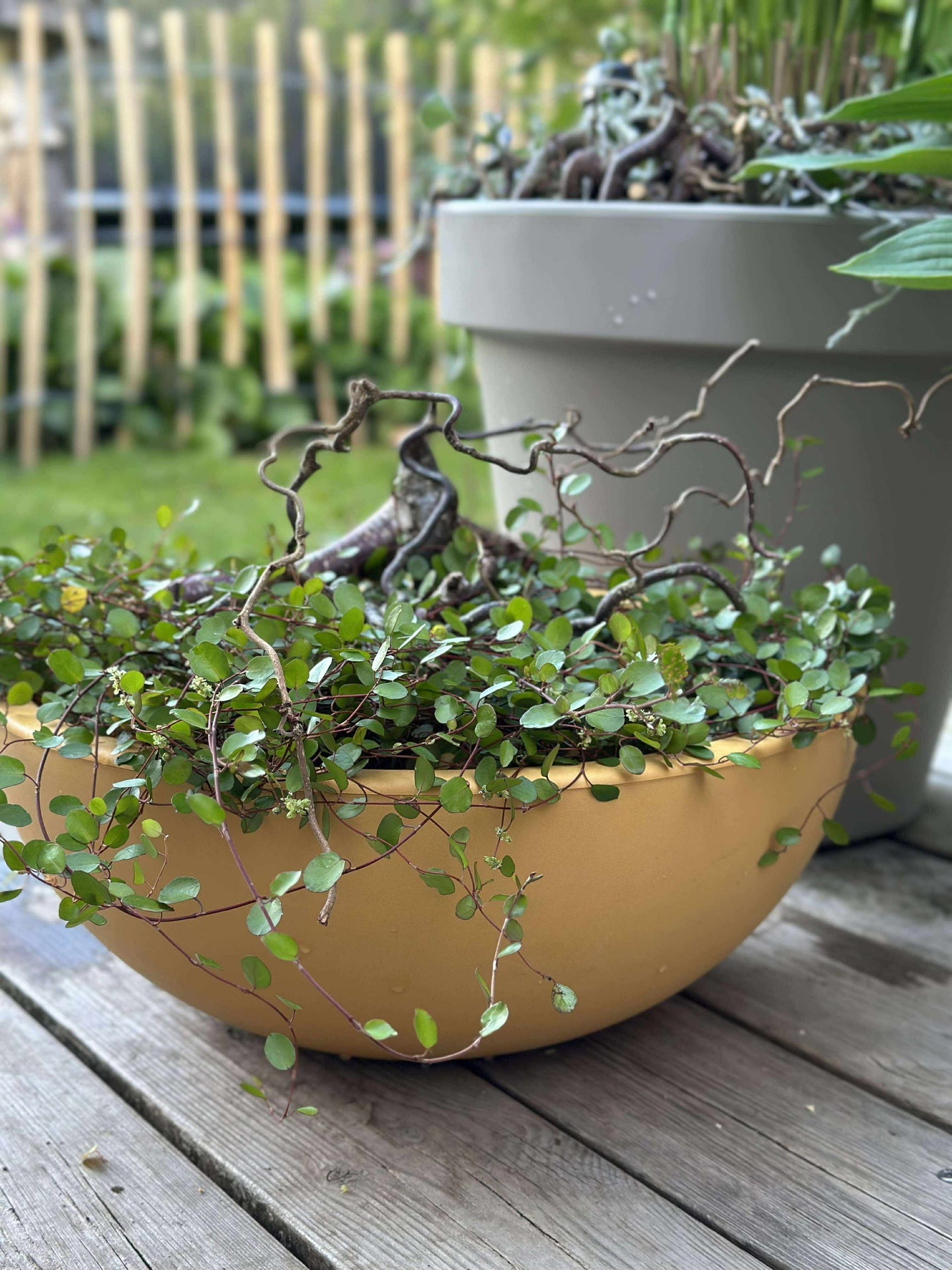 Speilbasseng i resirkulert plast - Yellow