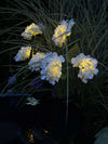 Hortensia med solceller - Hvit