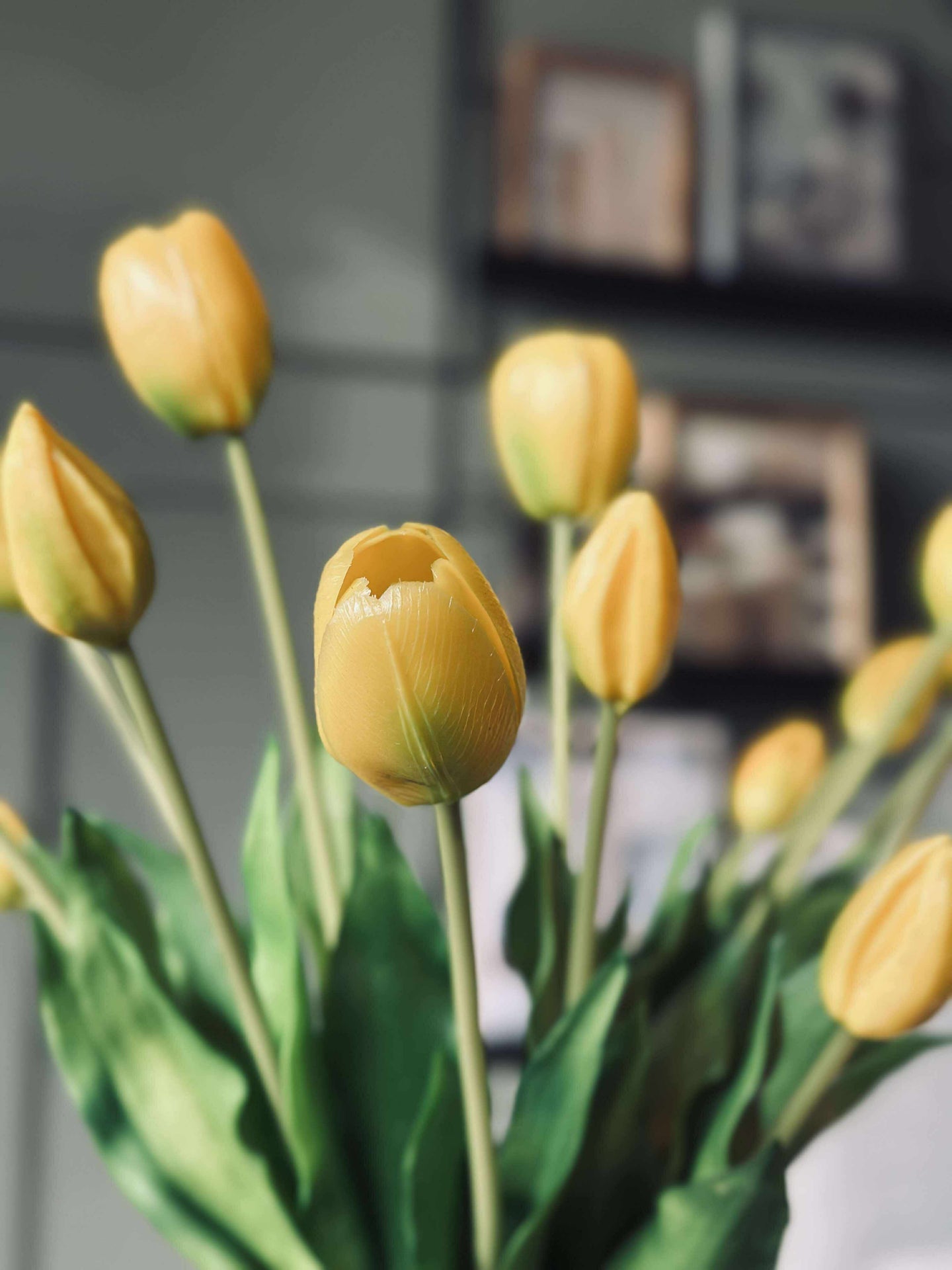 Tulipaner – Flere farger