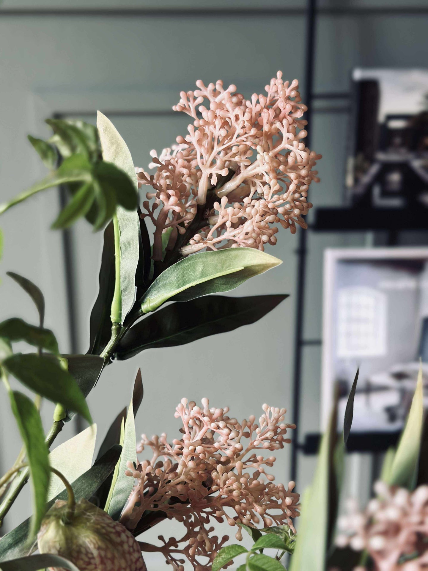 Blomsterstilk -skimmia MIX