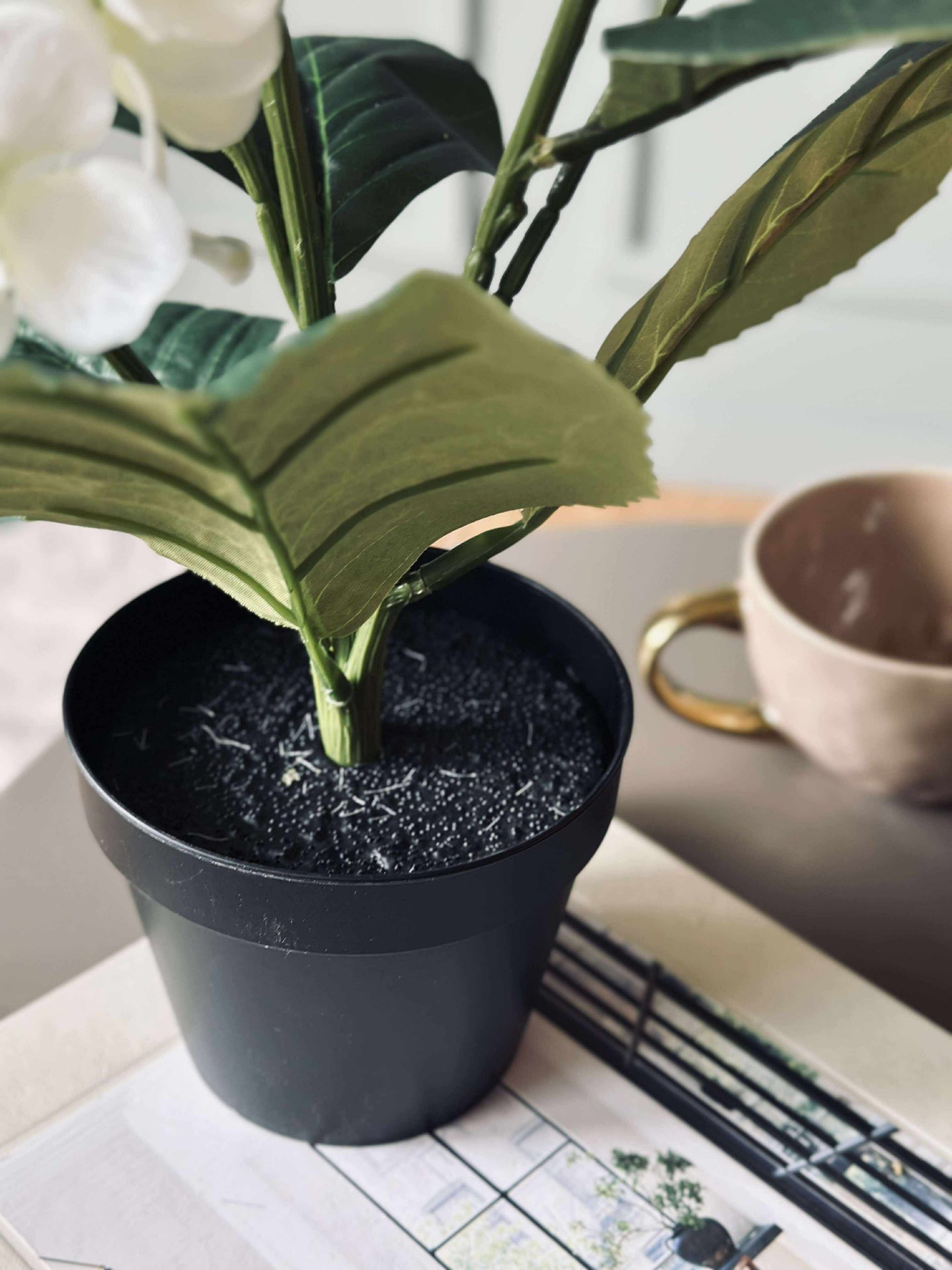 Hortensia i potte - Hvit