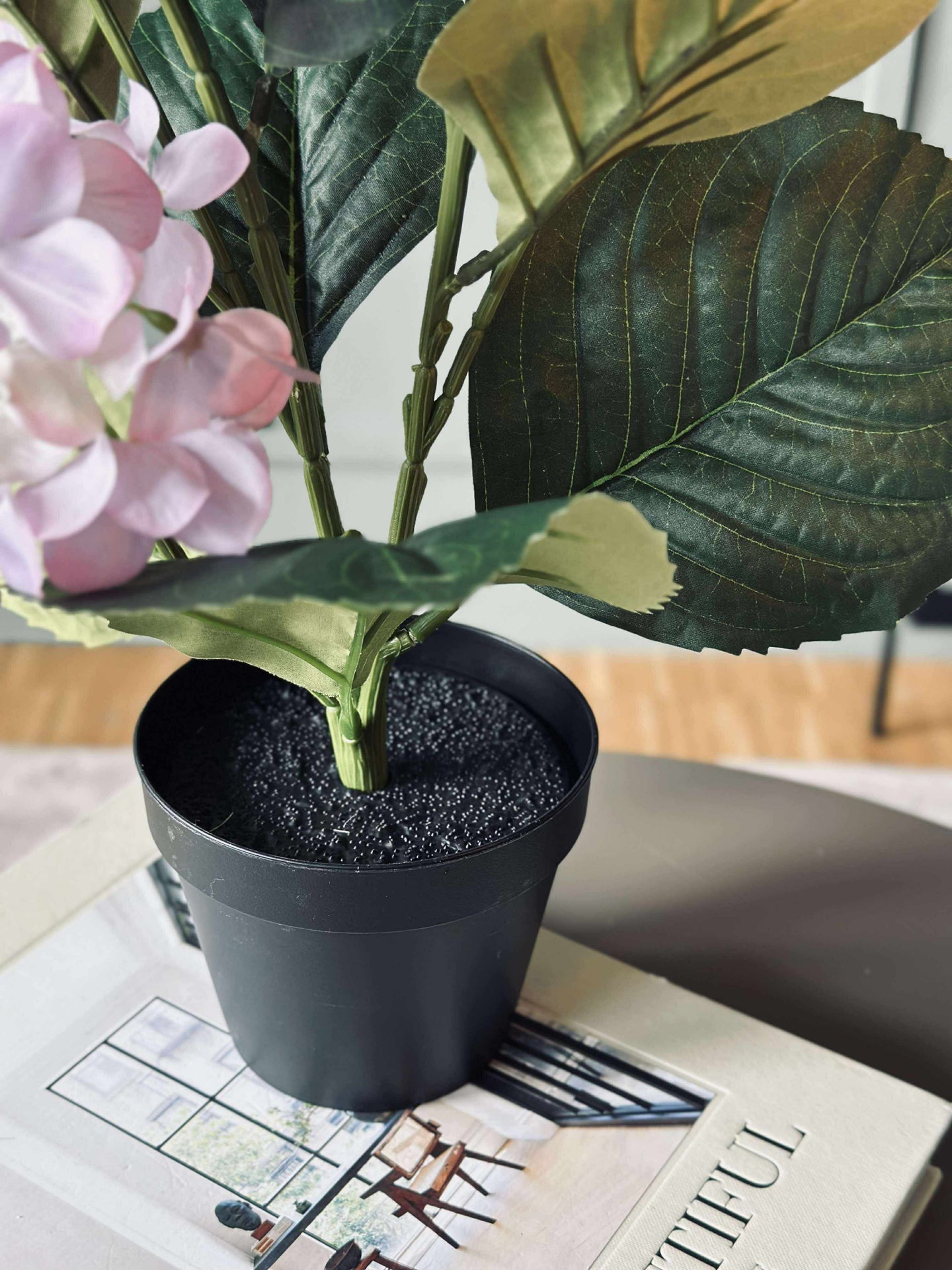 Hortensia i potte - Syrin