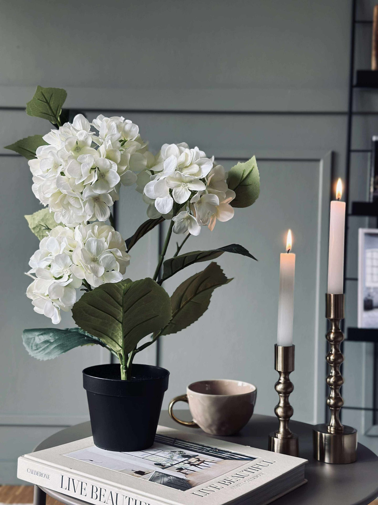 Hortensia i potte - Hvit