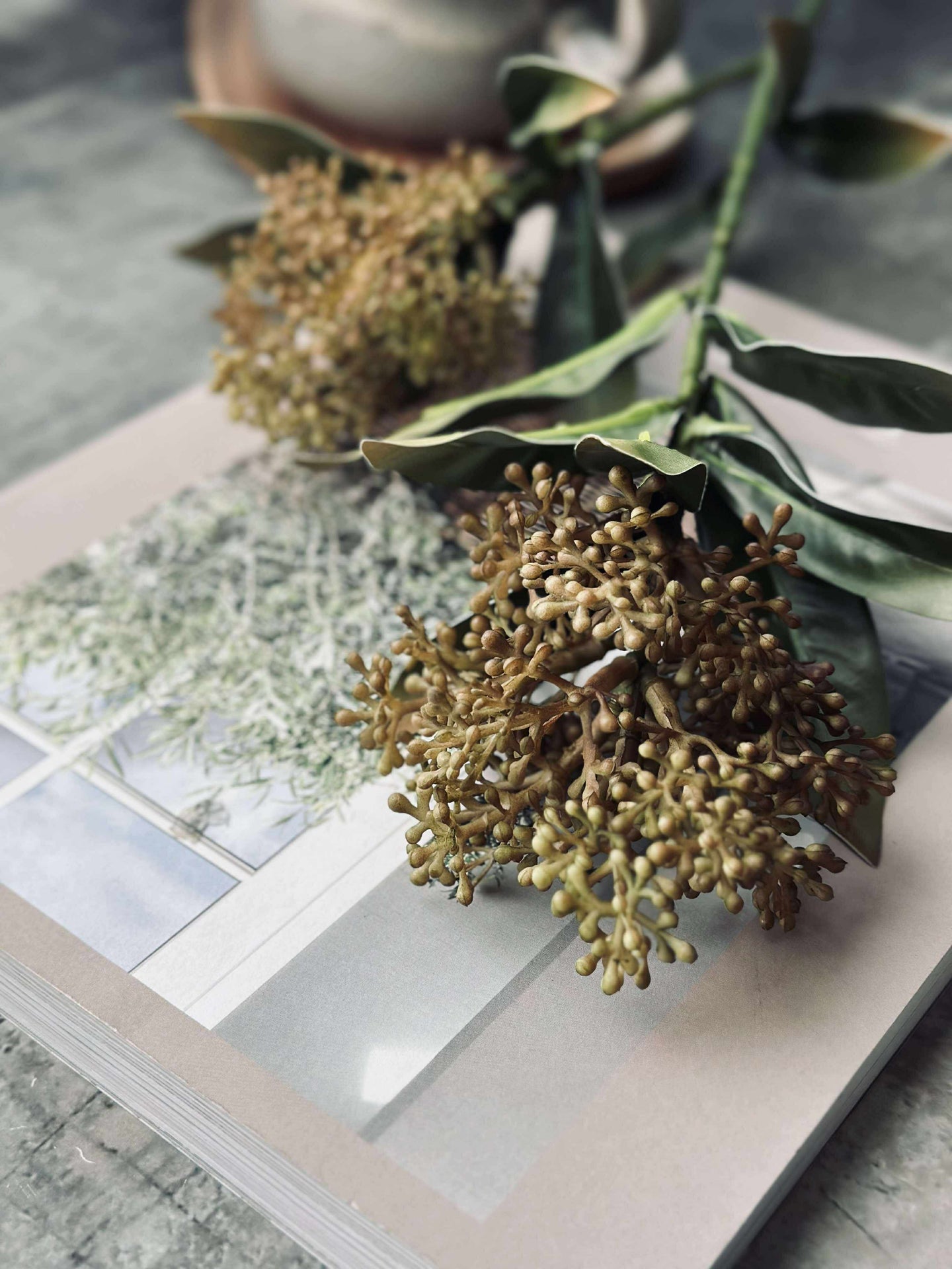 Blomsterstilk -skimmia MIX