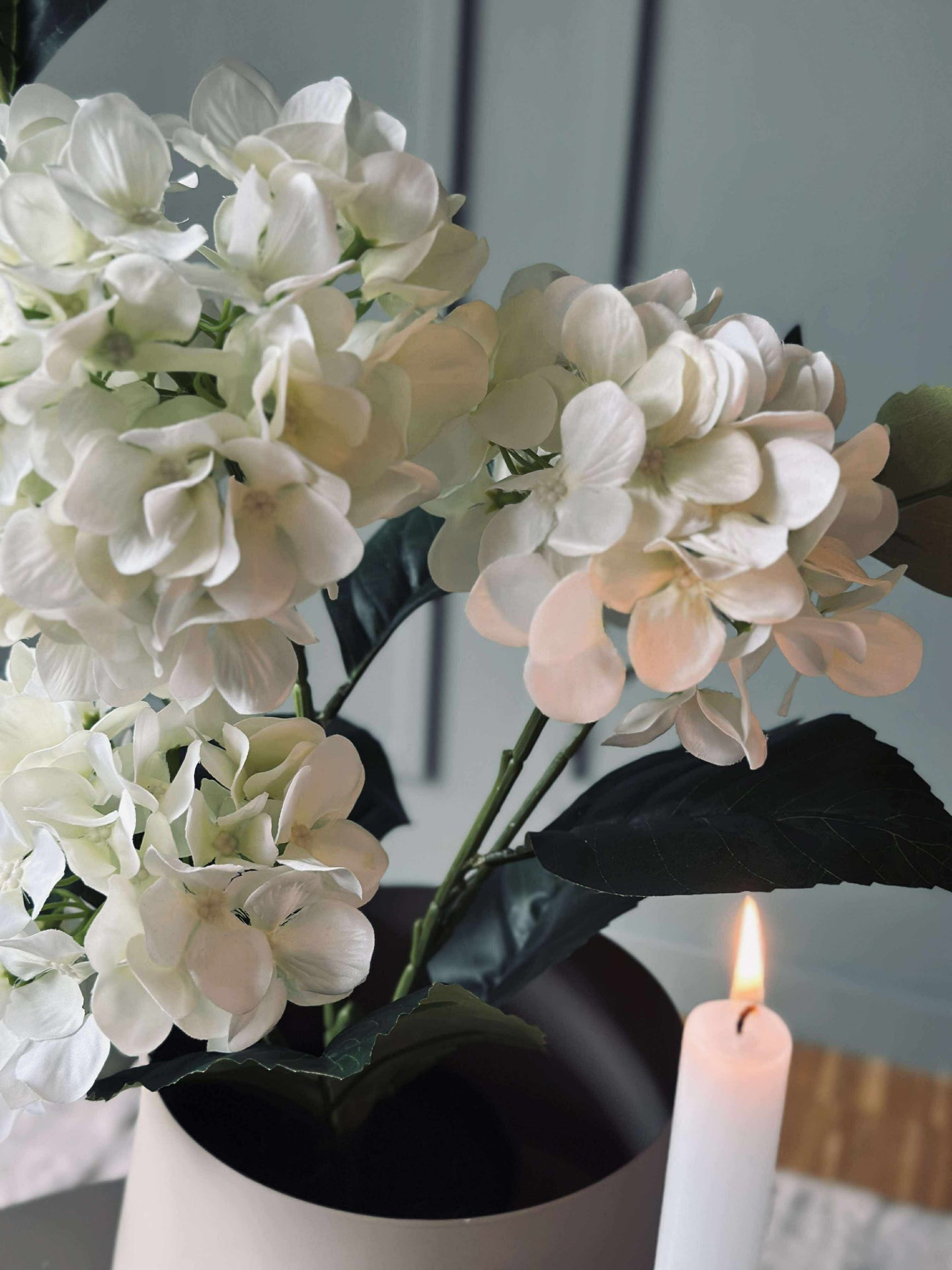 Hortensia i potte - Hvit