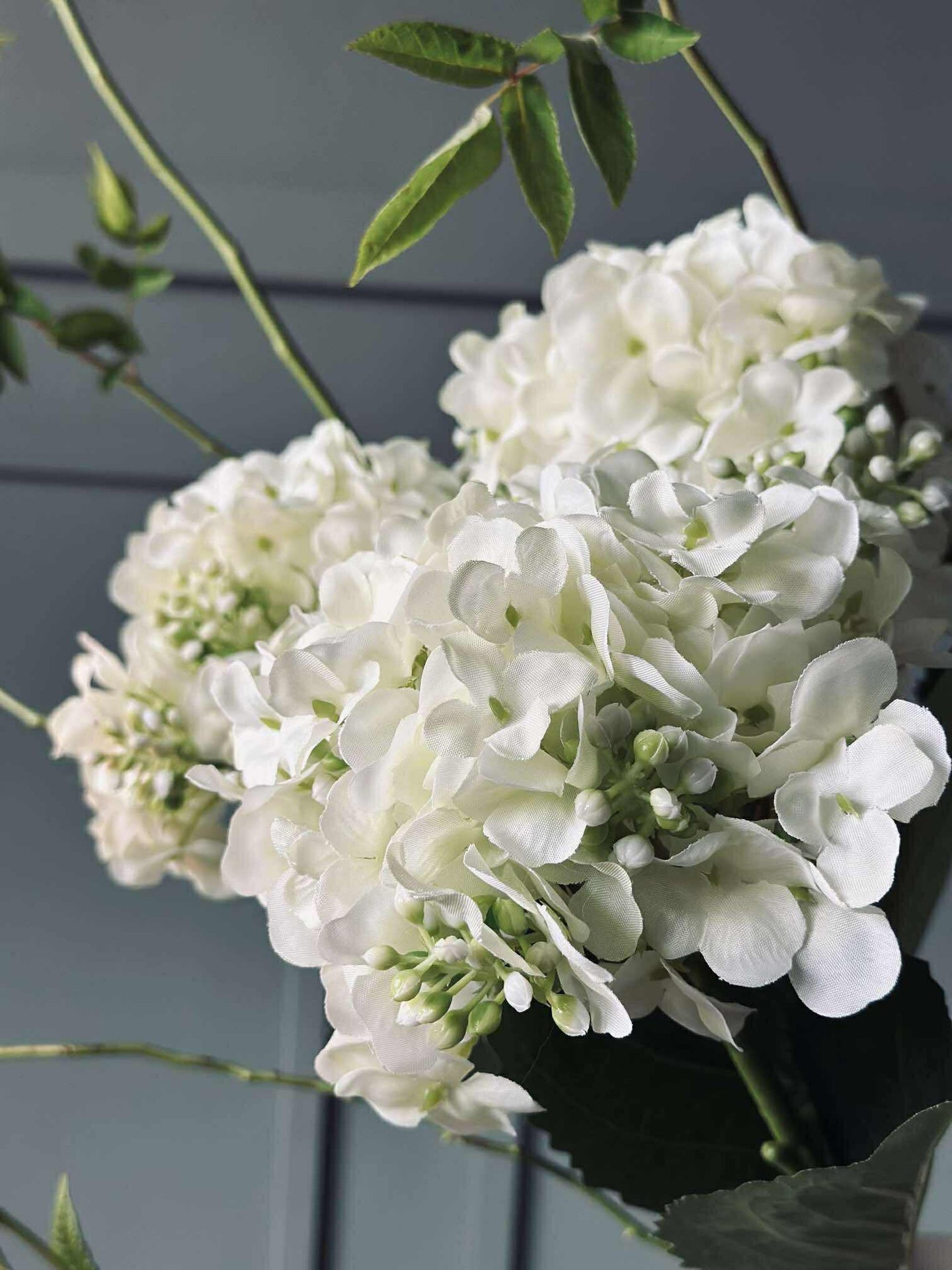 Hortensia Hvit