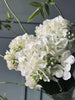 Hortensia Hvit
