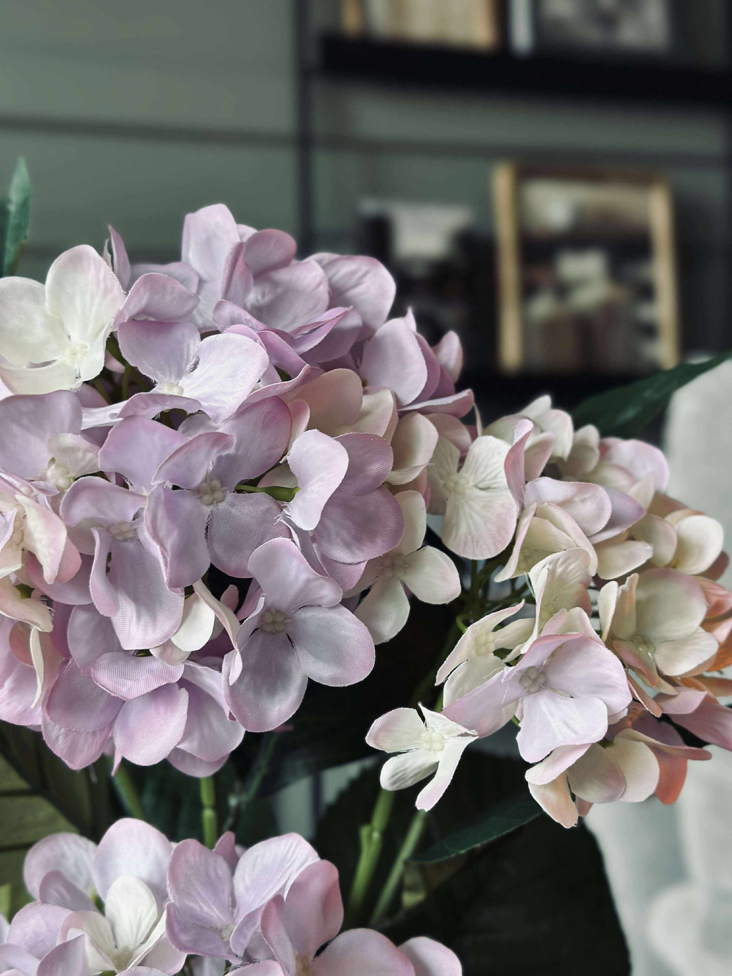 Hortensia i potte - Syrin