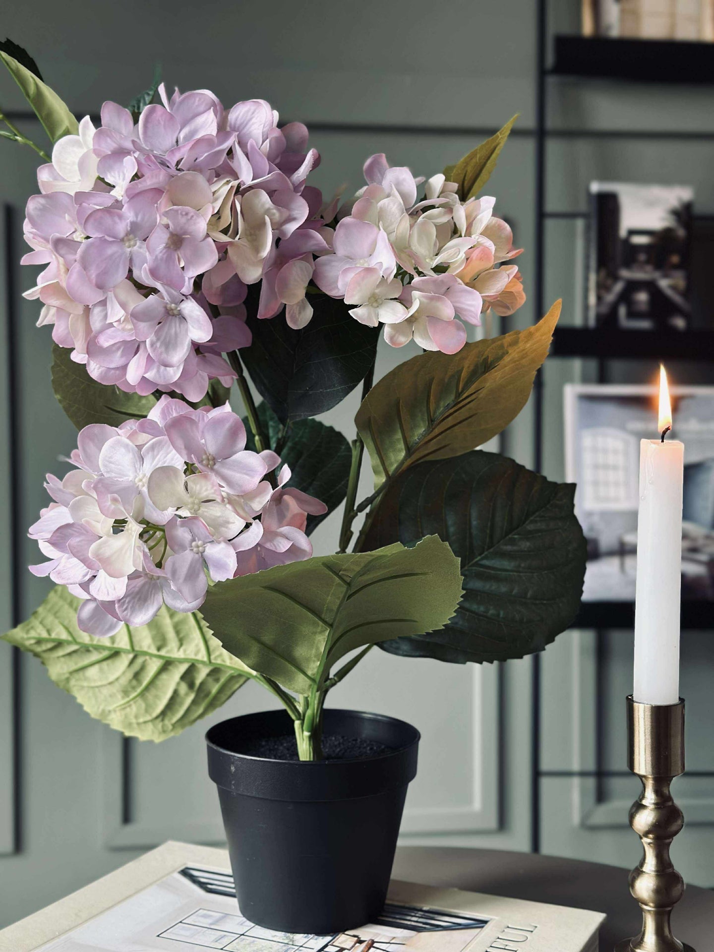 Hortensia i potte - Syrin