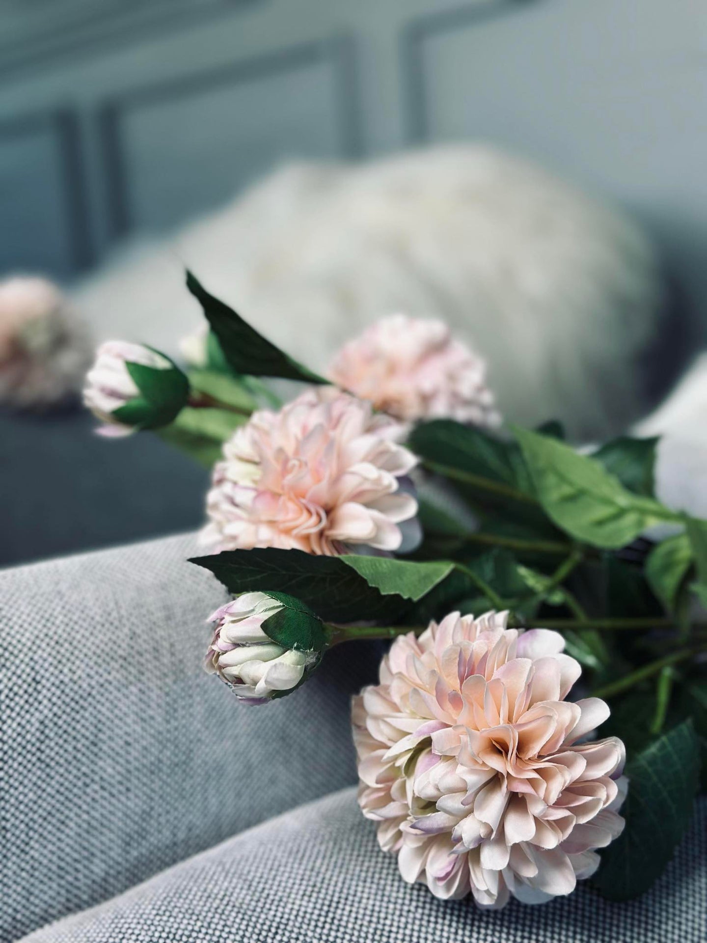 Blomst Dahlia