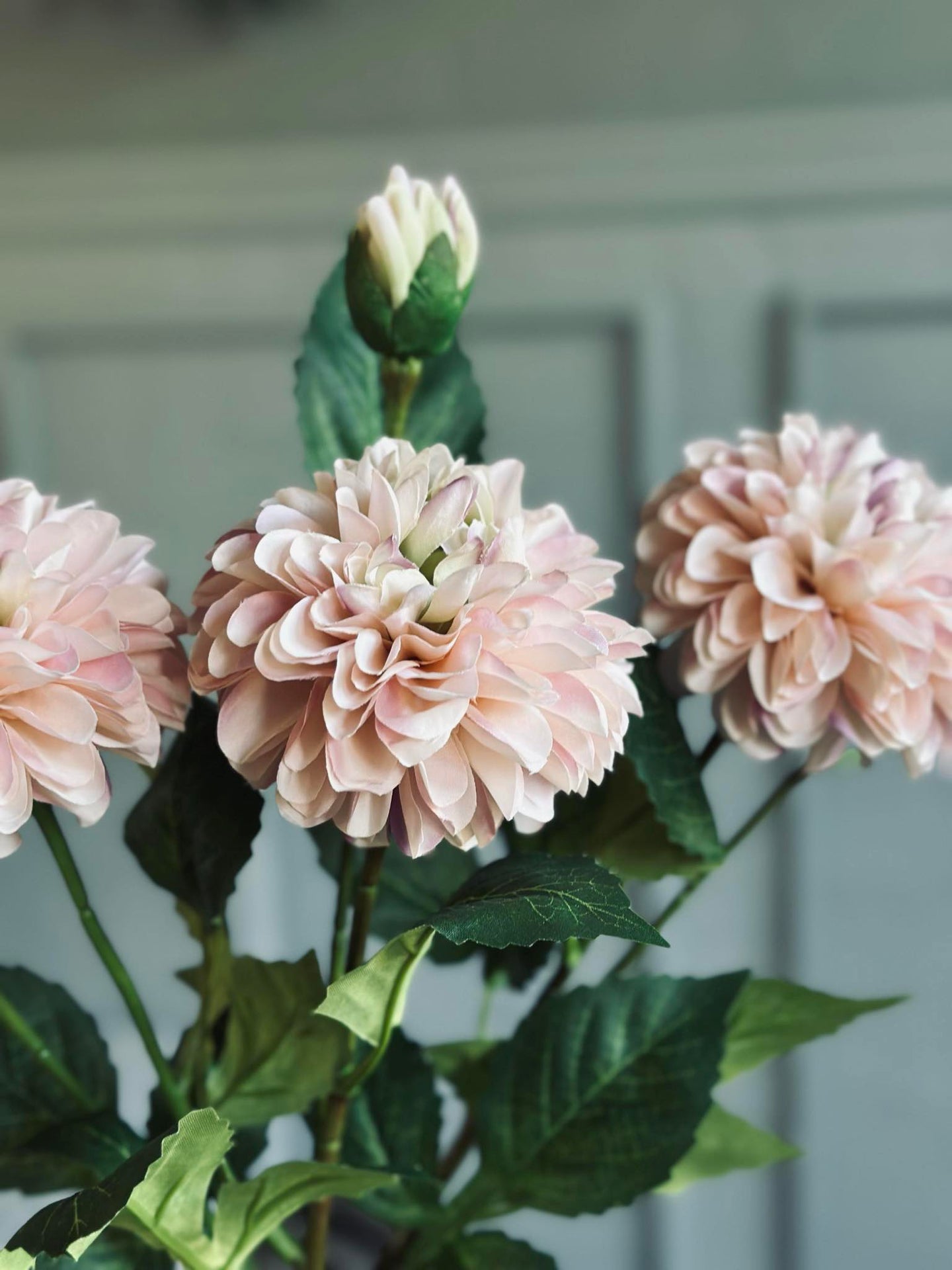 Blomst Dahlia