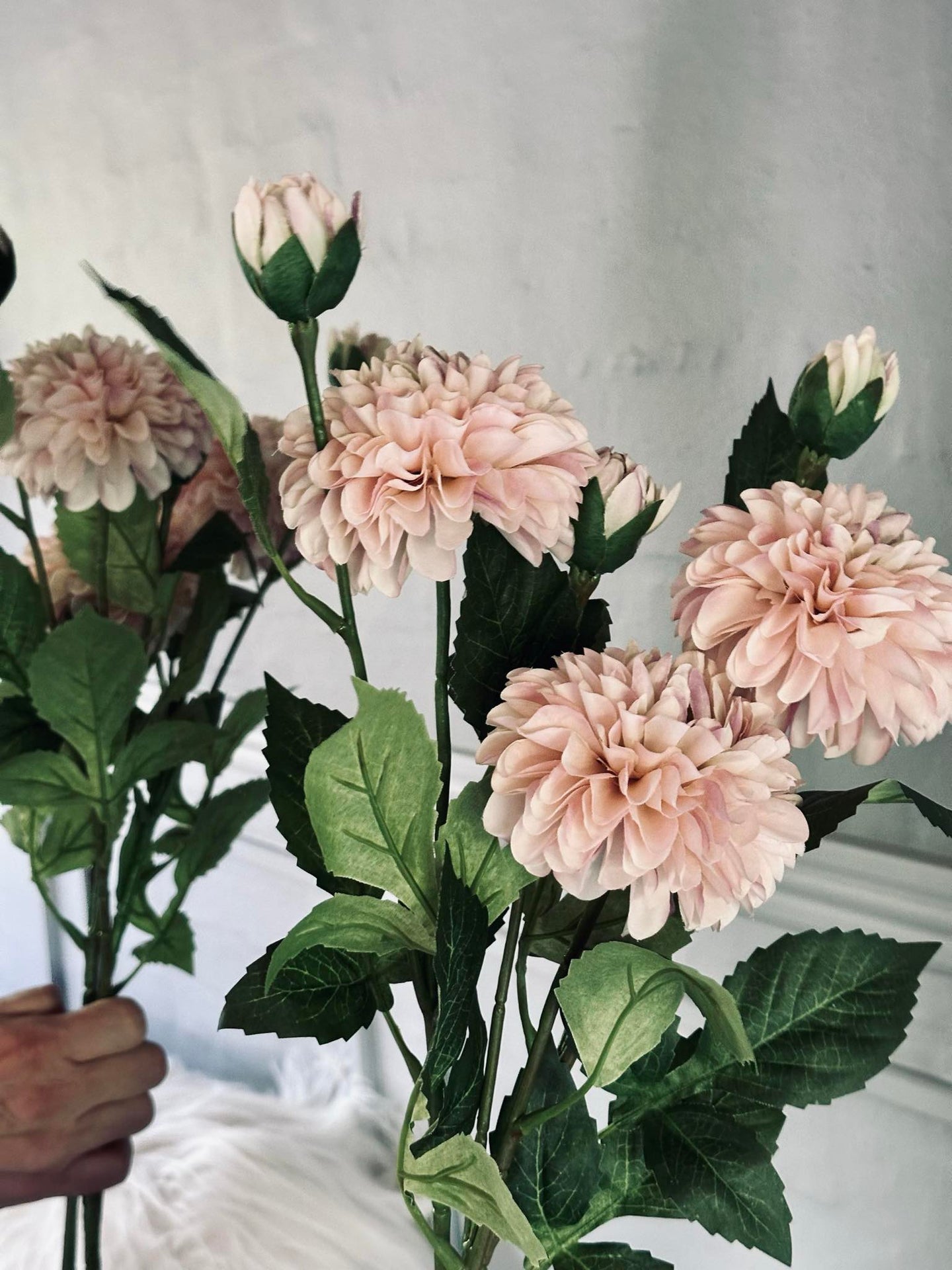 Blomst Dahlia