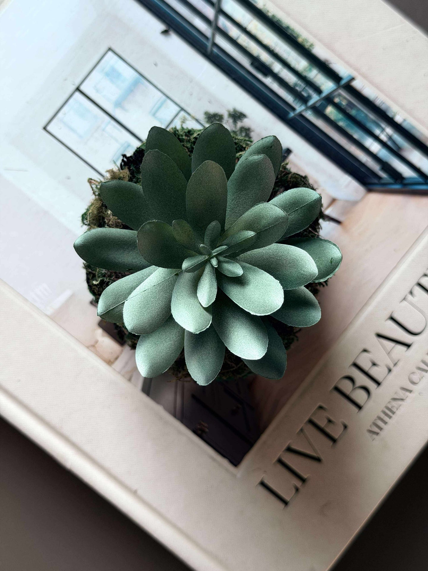 Blomst sukkulent moskule