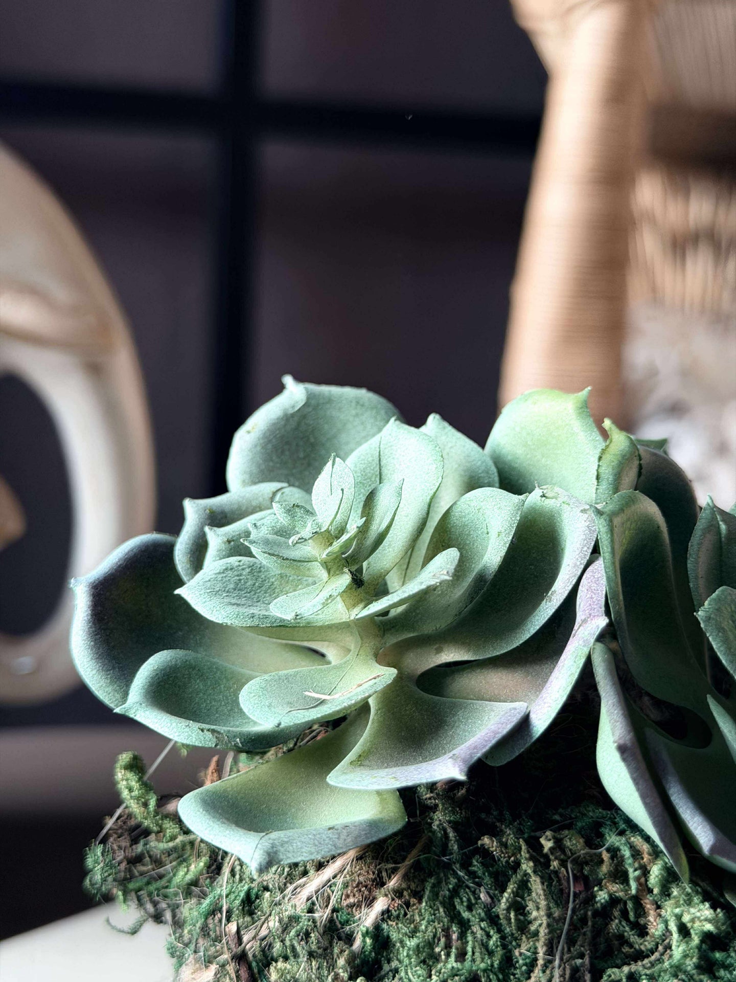 Blomst takløk moskule