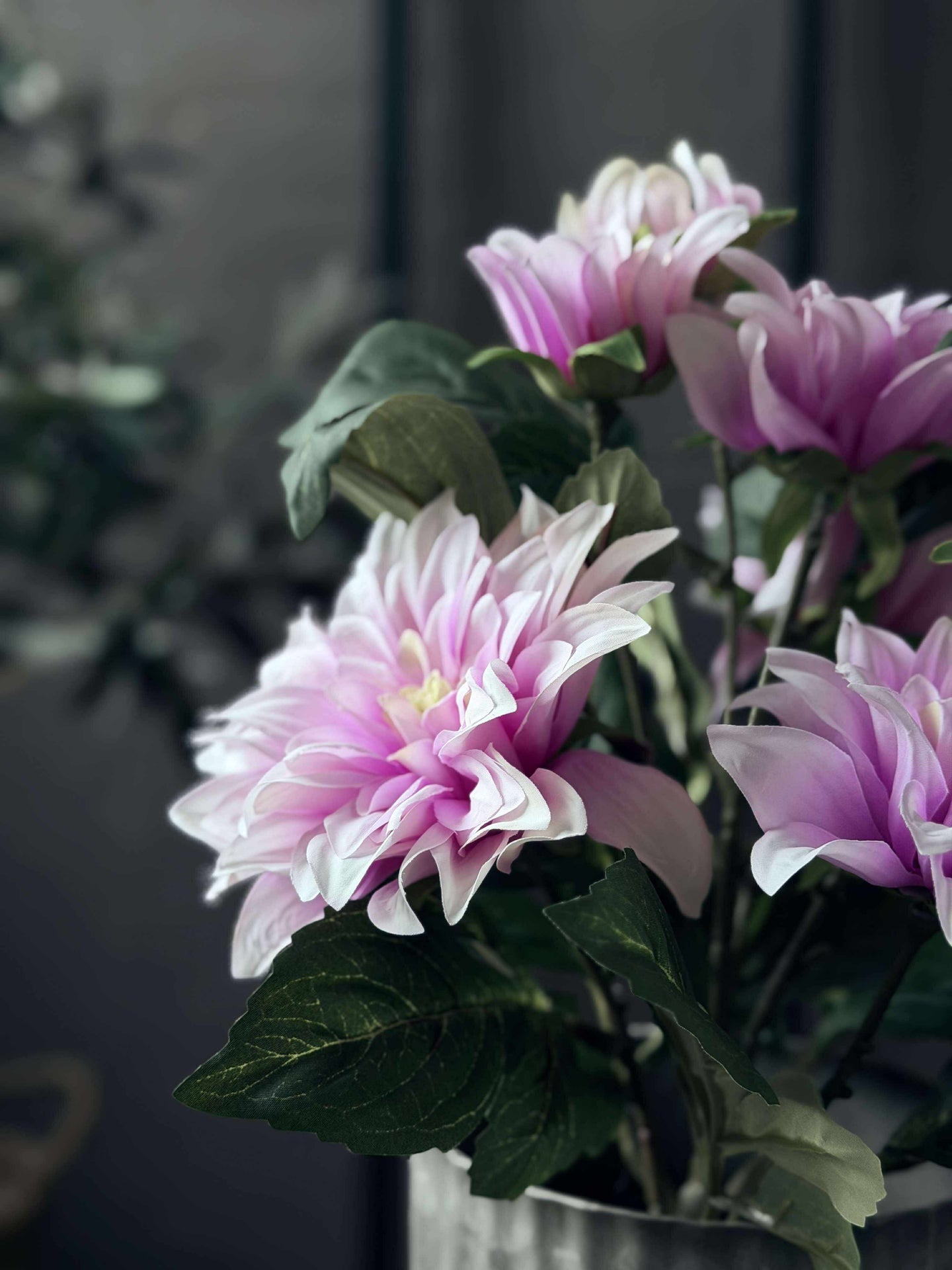 Dahlia i potte - Lyserosa