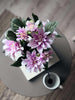 Dahlia i potte - Lyserosa