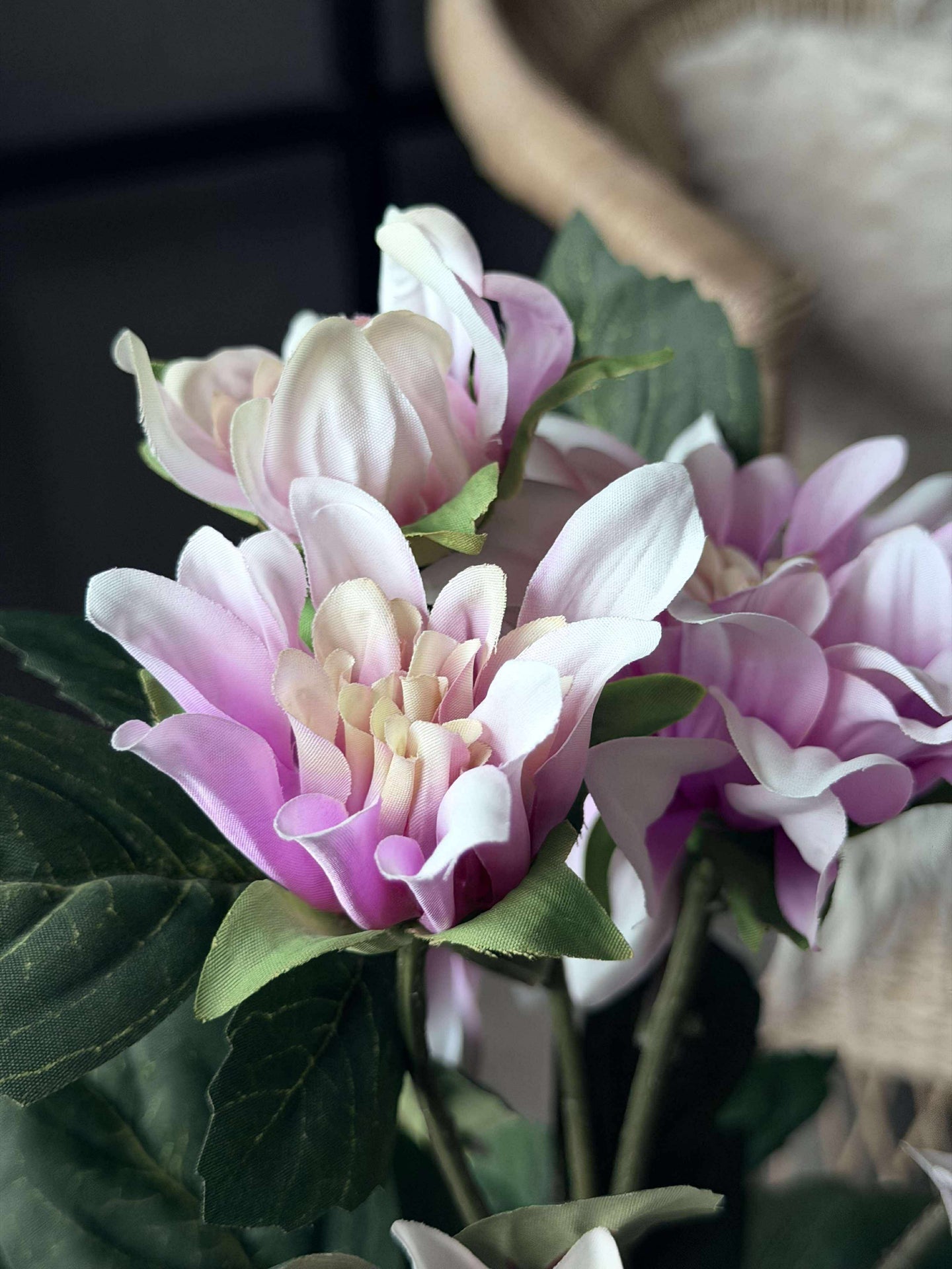 Dahlia i potte - Lyserosa