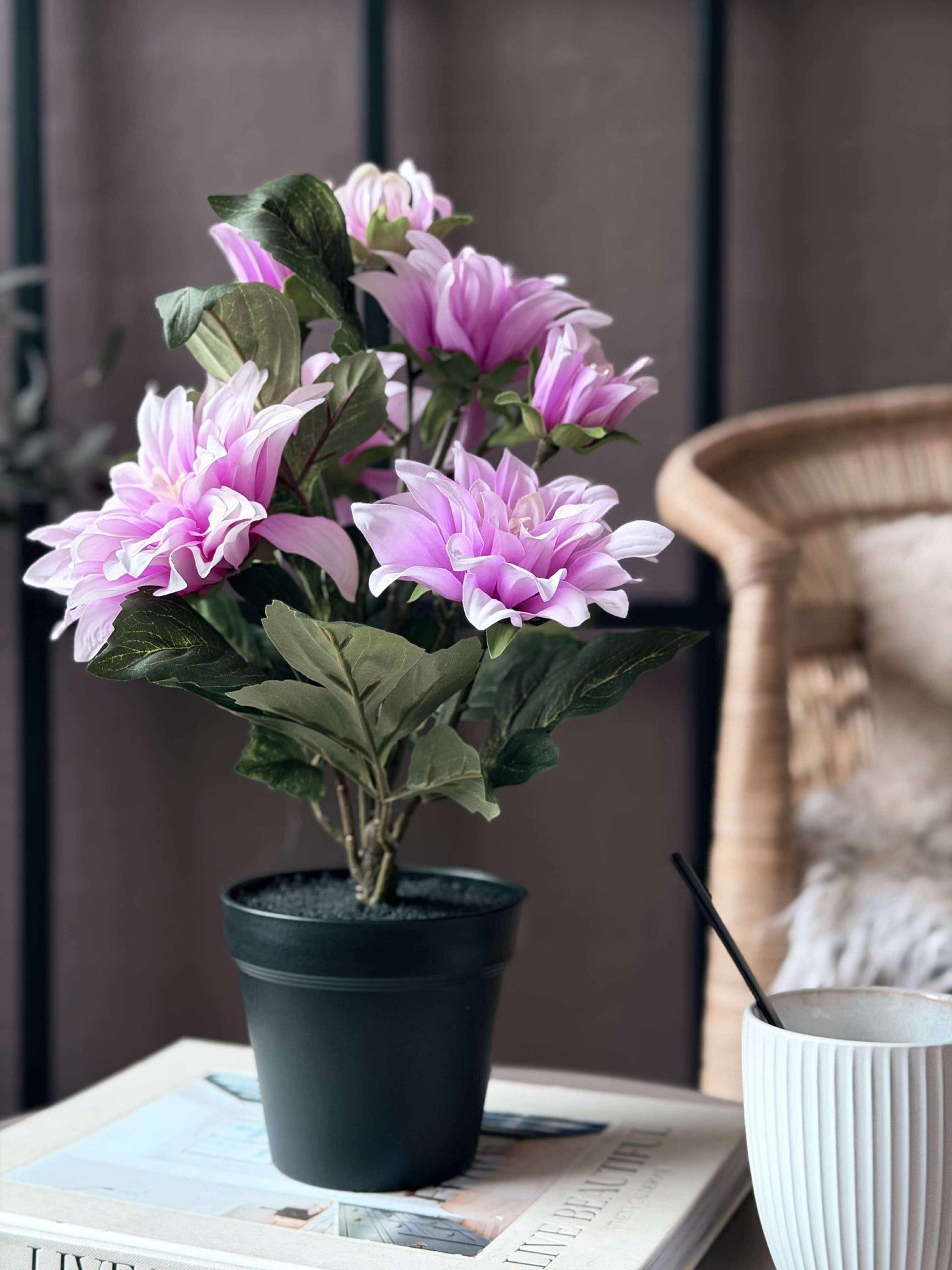 Dahlia i potte - Lyserosa