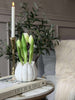 Tulipan i potte - Hvit med 3 blomster