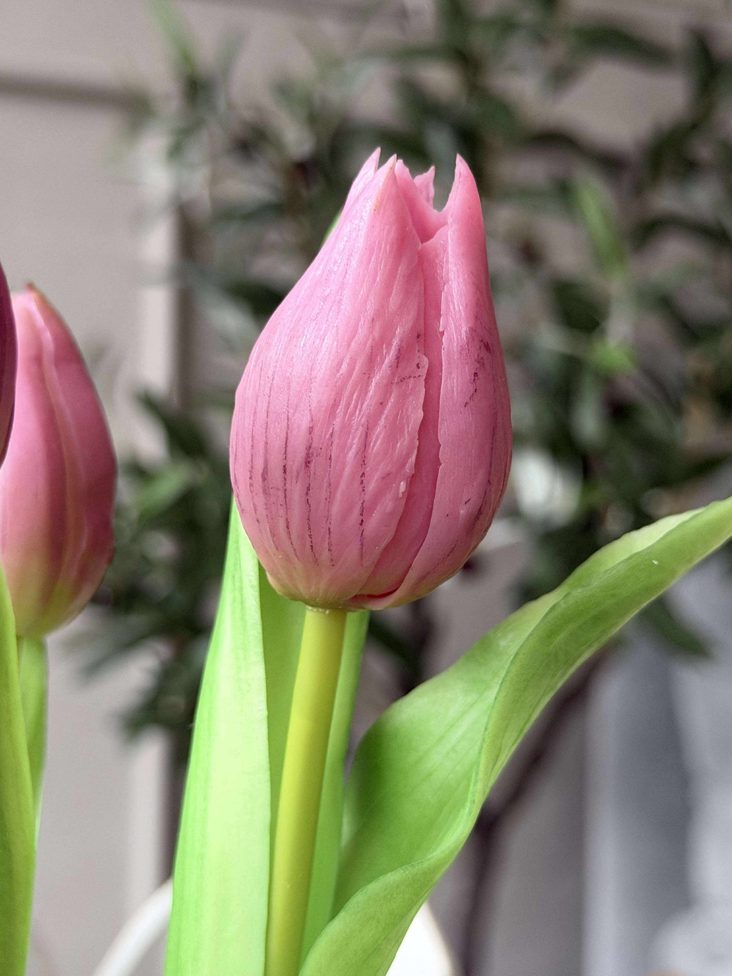 Tulipan i potte - Mørk rosa