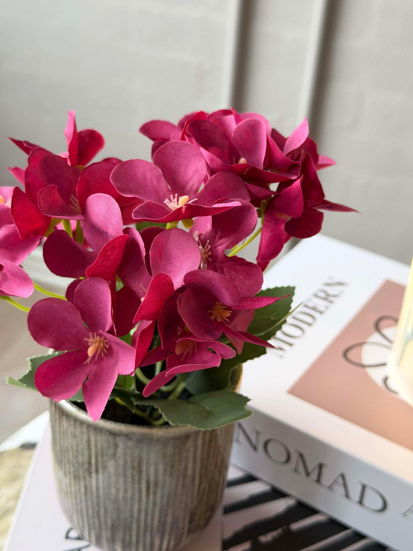 Mini hortensia i potte - flere farger