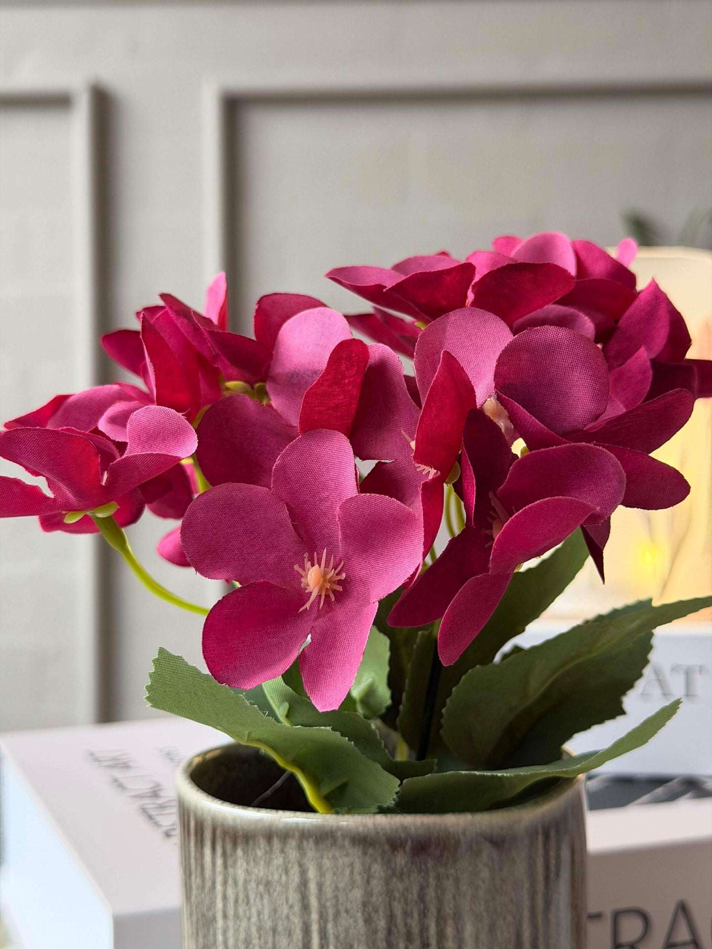 Mini hortensia i potte - flere farger
