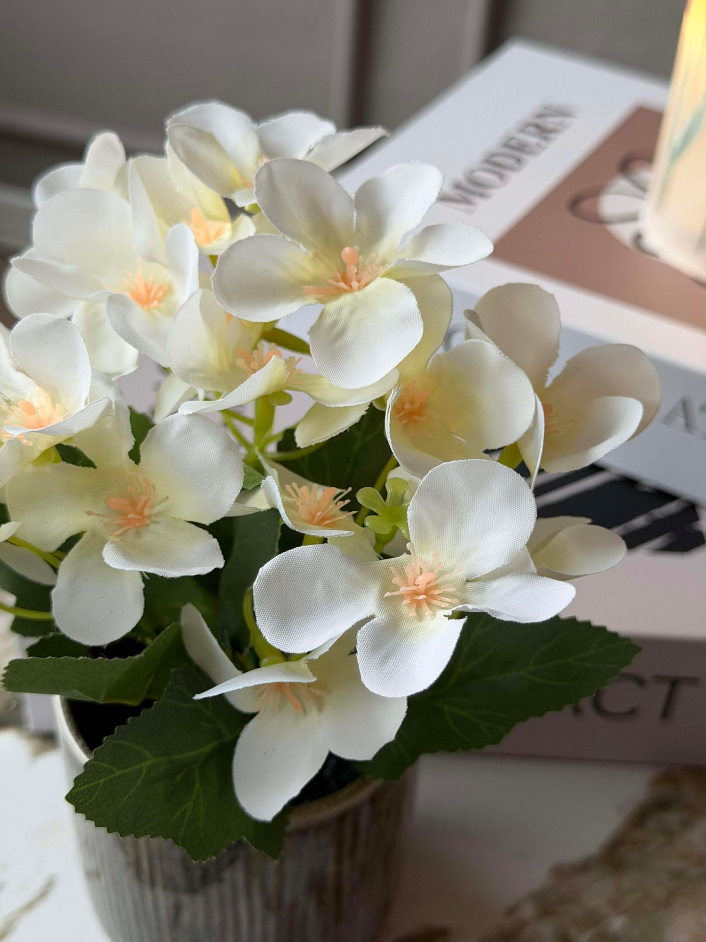 Mini hortensia i potte - flere farger