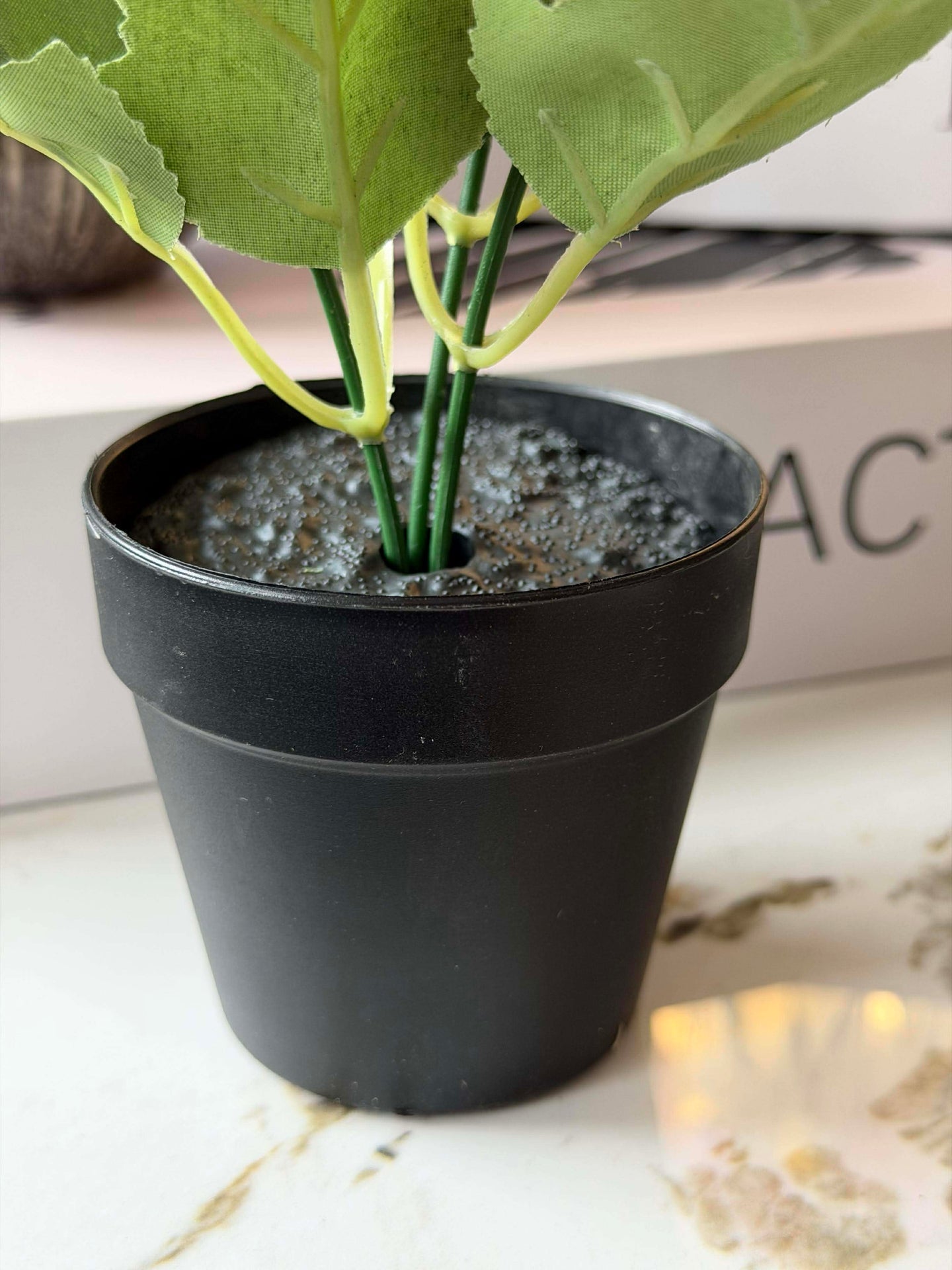 Mini hortensia i potte - flere farger