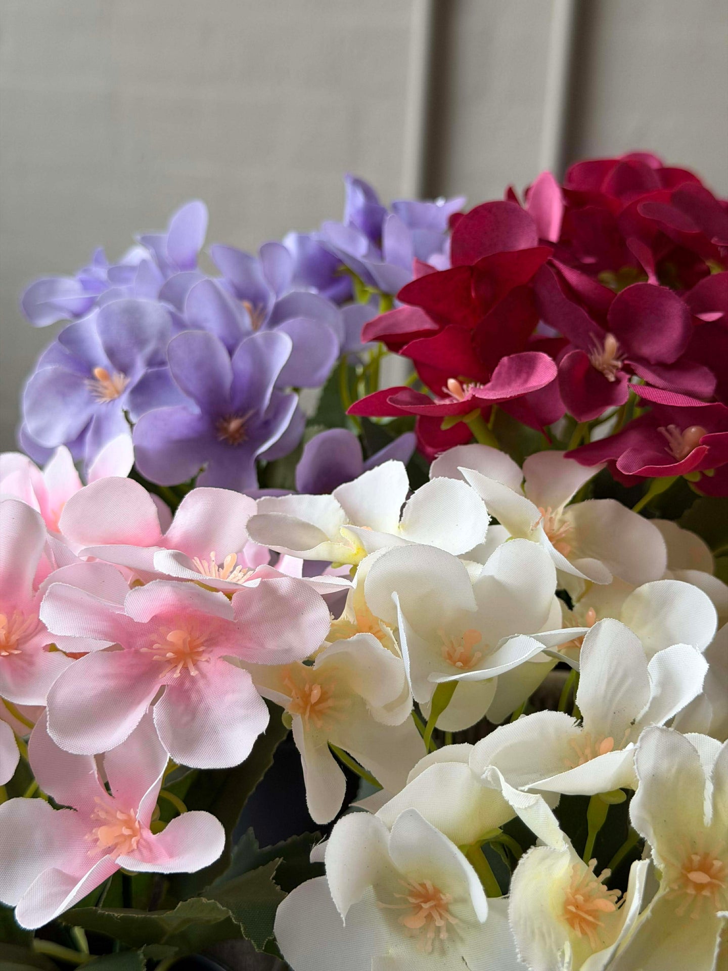 Mini hortensia i potte - flere farger