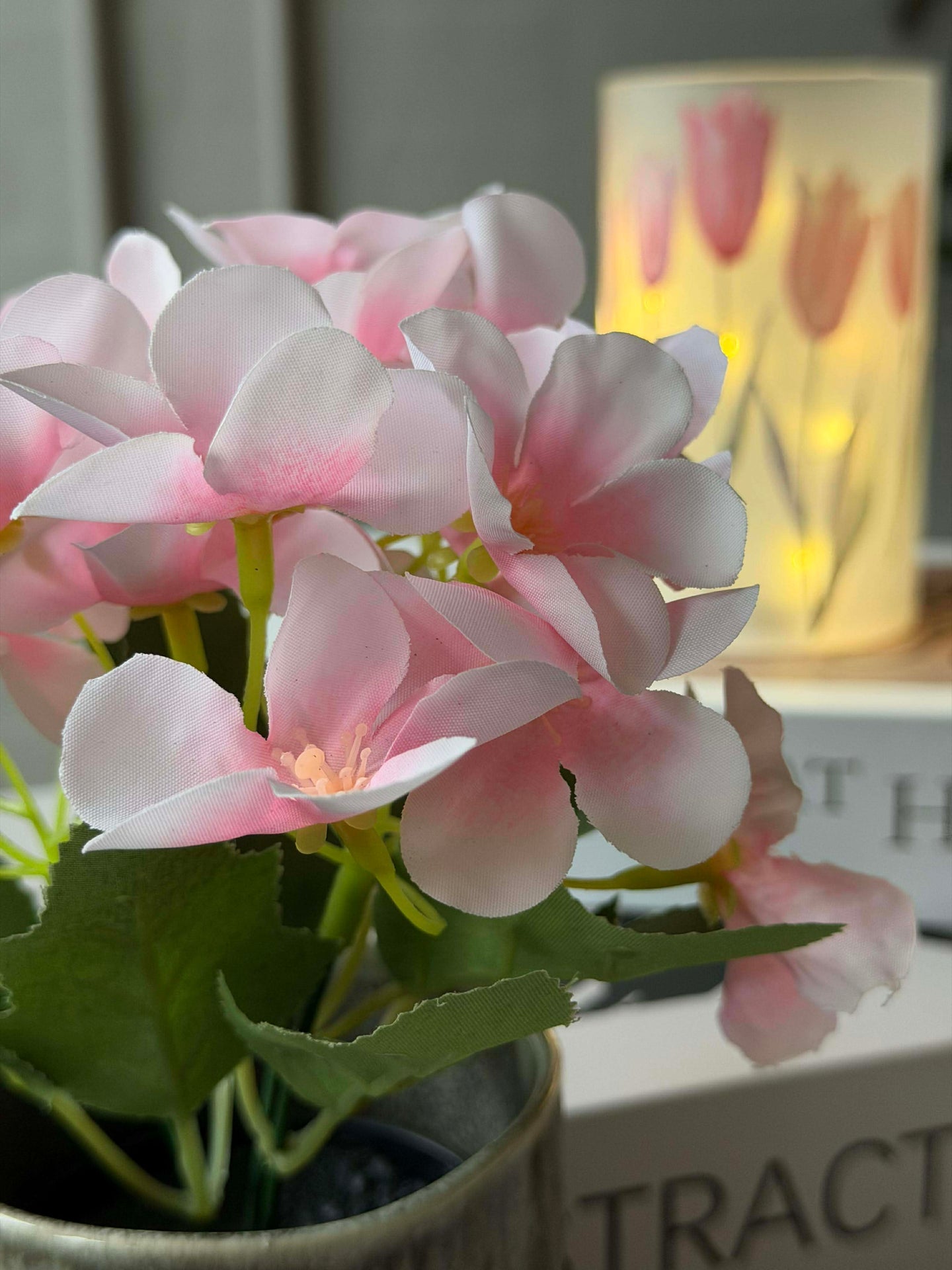 Mini hortensia i potte - flere farger