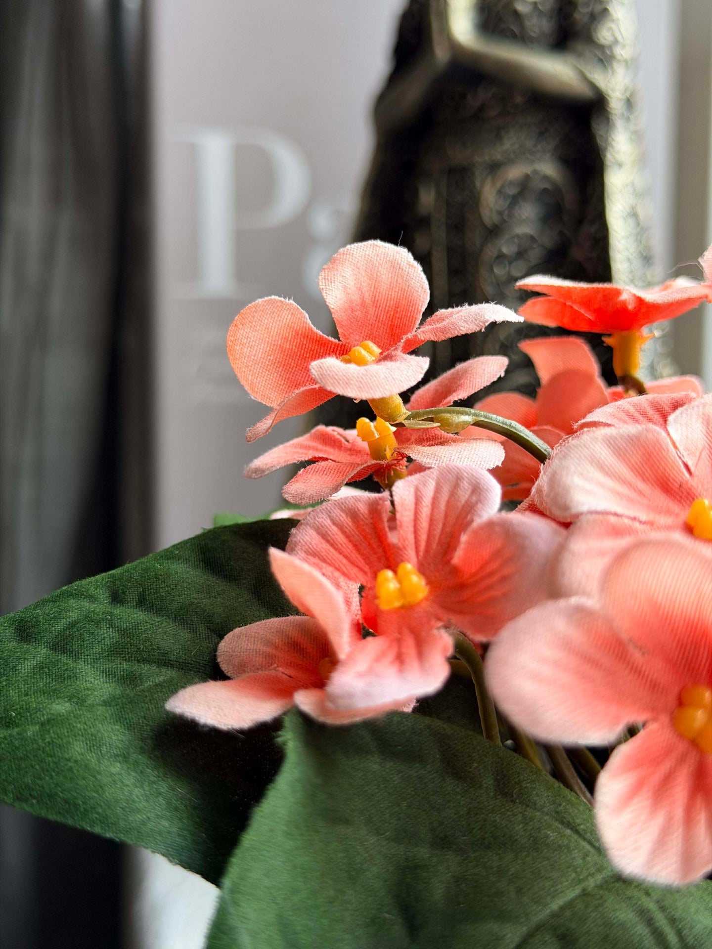Saintpaulia i potte - flere farger