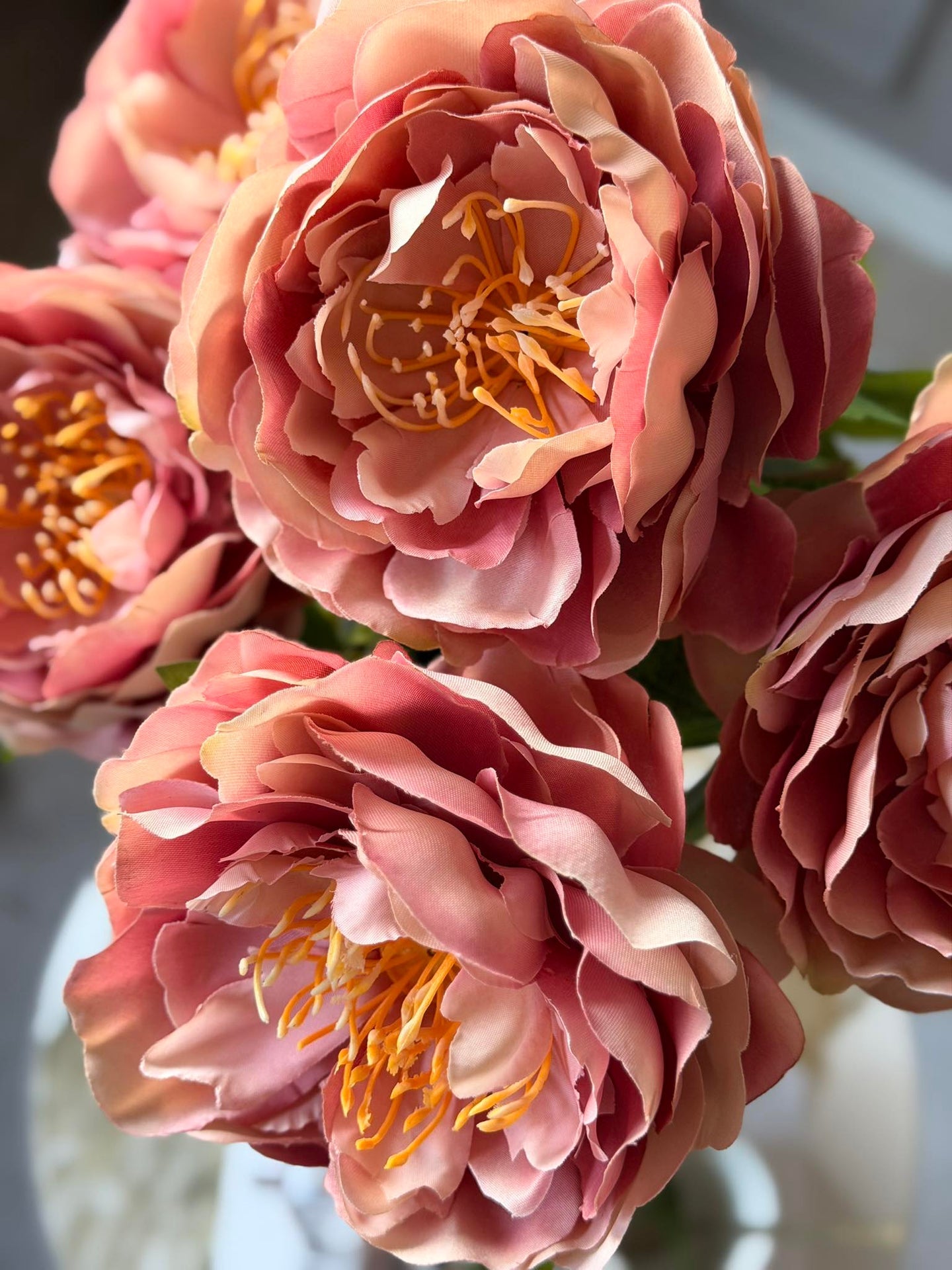 Blomst Peon Rosa