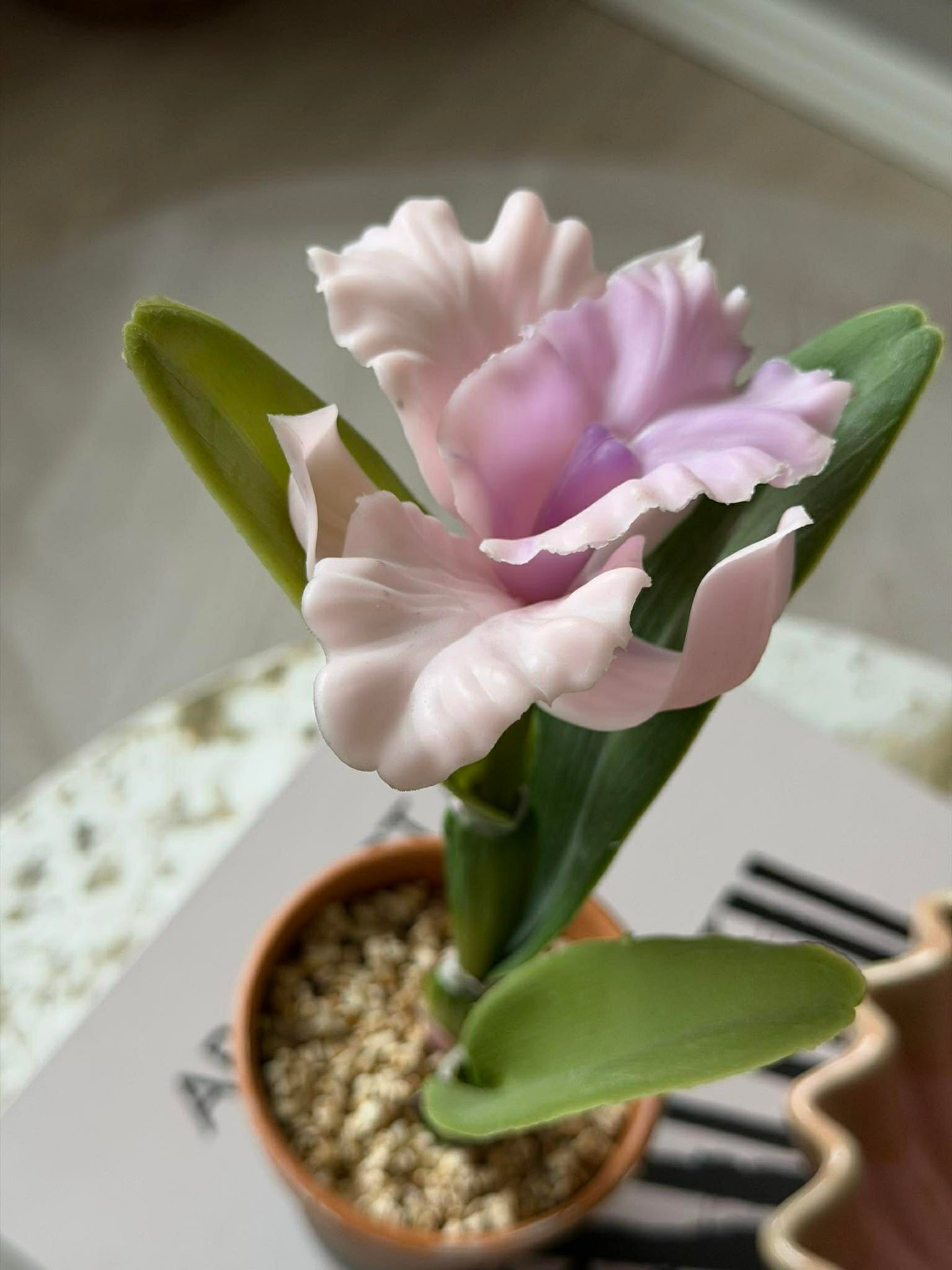 Orkidé i potte rosa - Flere størrelser