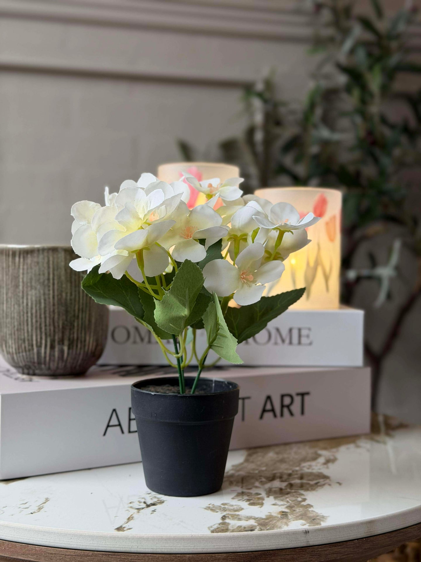 Mini hortensia i potte - flere farger