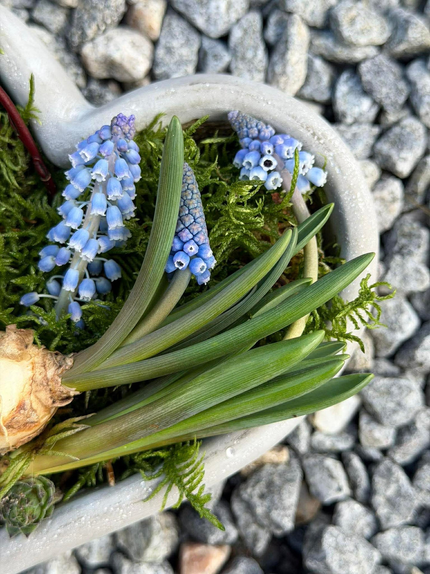 Hjerte til beplantning