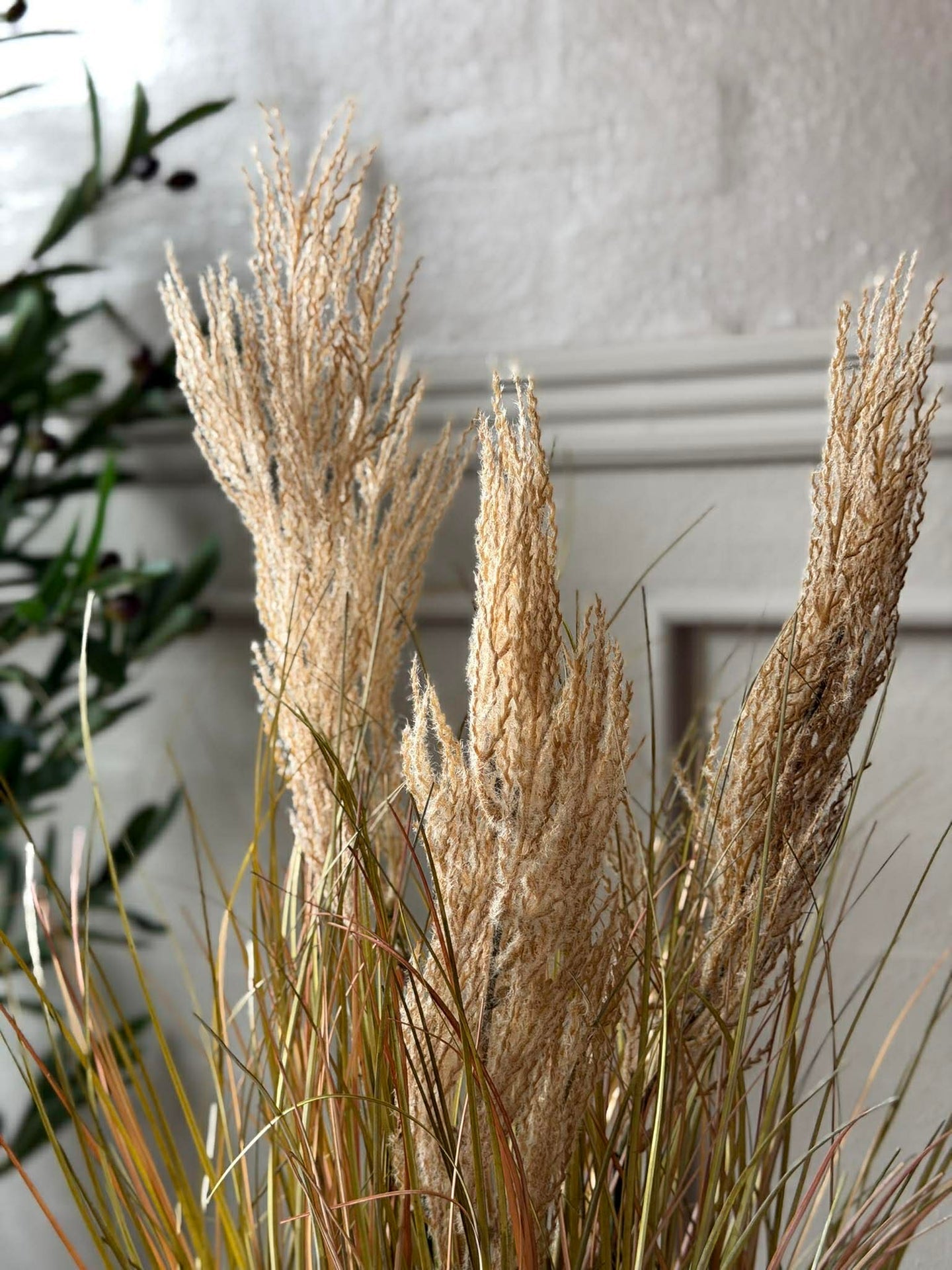 Pampas i potte til innendørs og utendørs - 60 cm