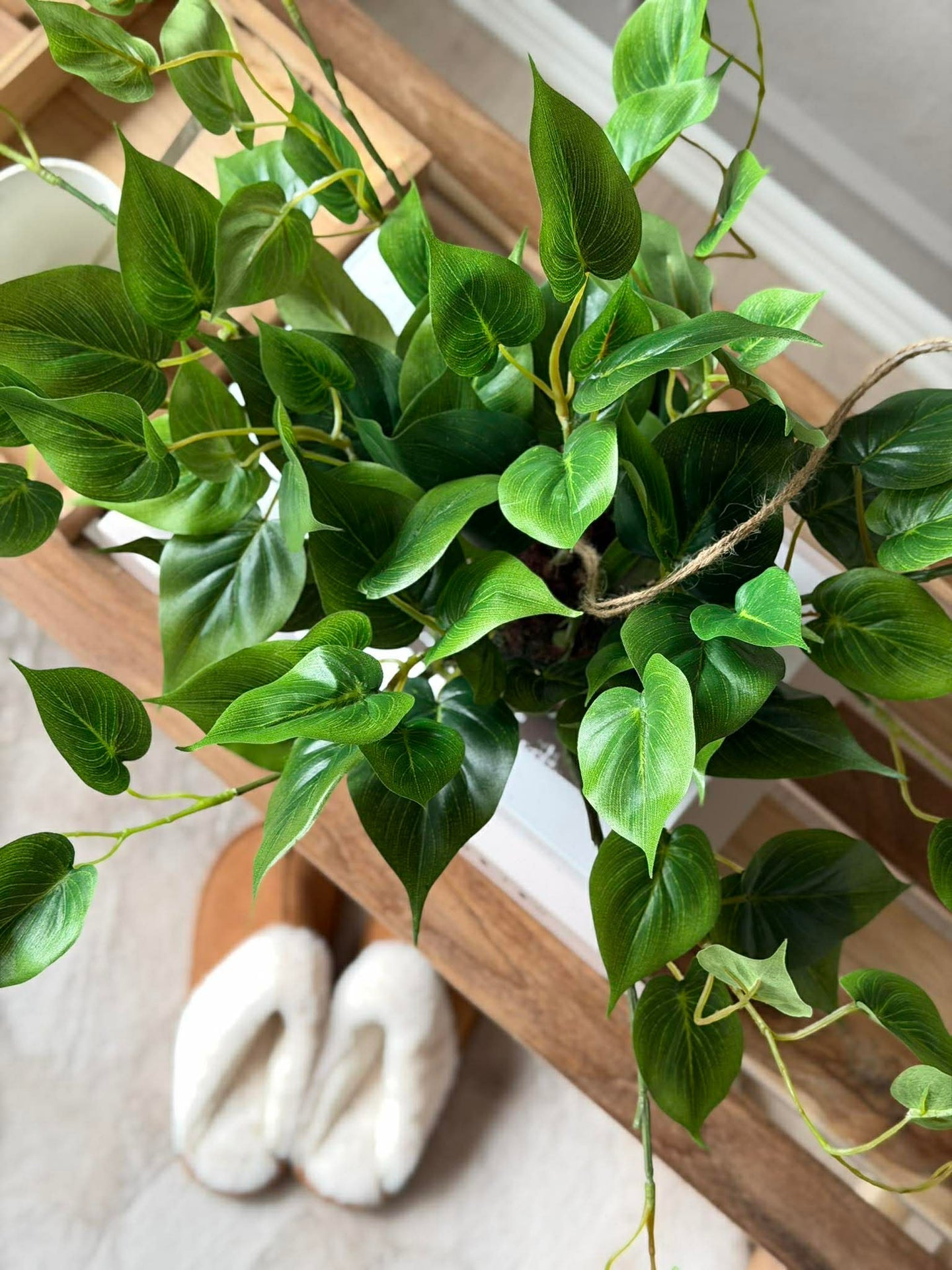 Hengeplante hjerte philodenron
