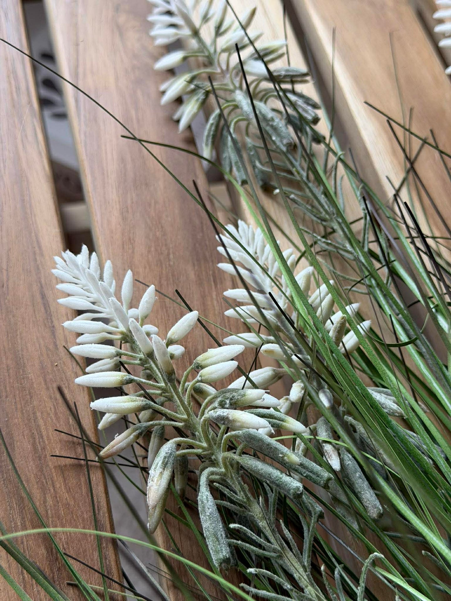 Lupin Hvit i bukett til inne og ute - 70 cm