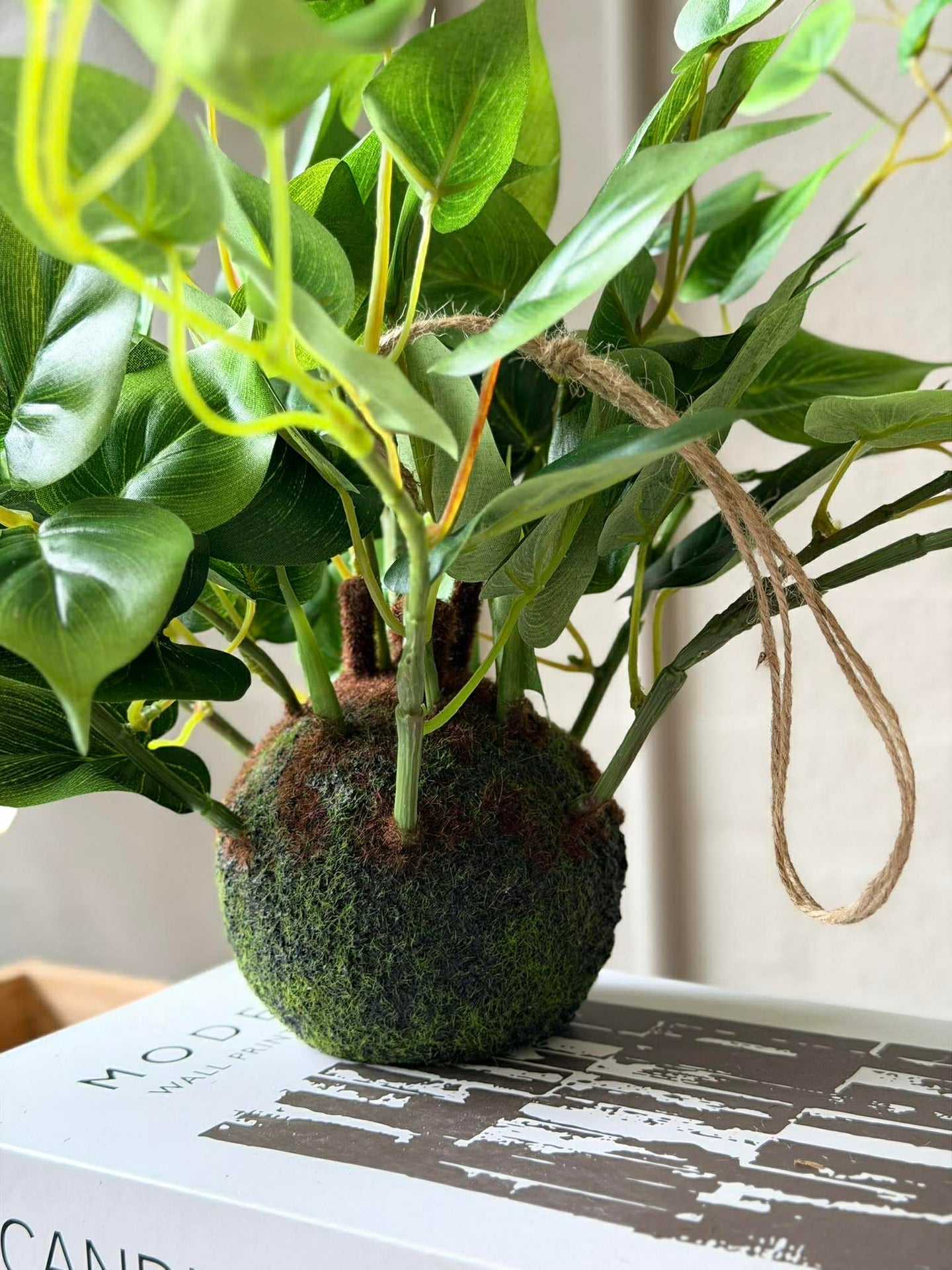 Hengeplante hjerte philodenron