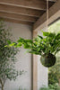 Hengeplante hjerte philodenron
