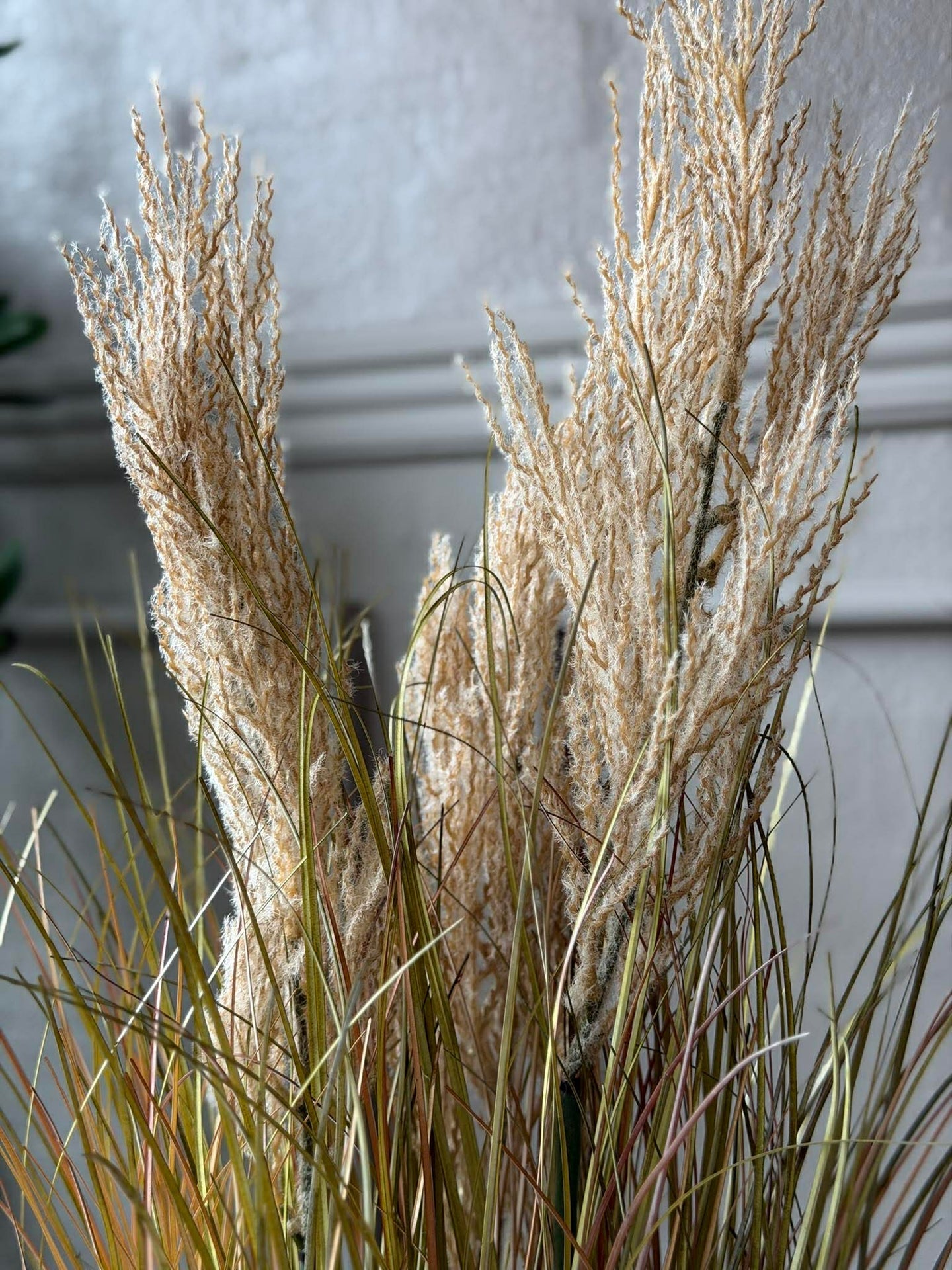 Pampas i potte til innendørs og utendørs - 60 cm
